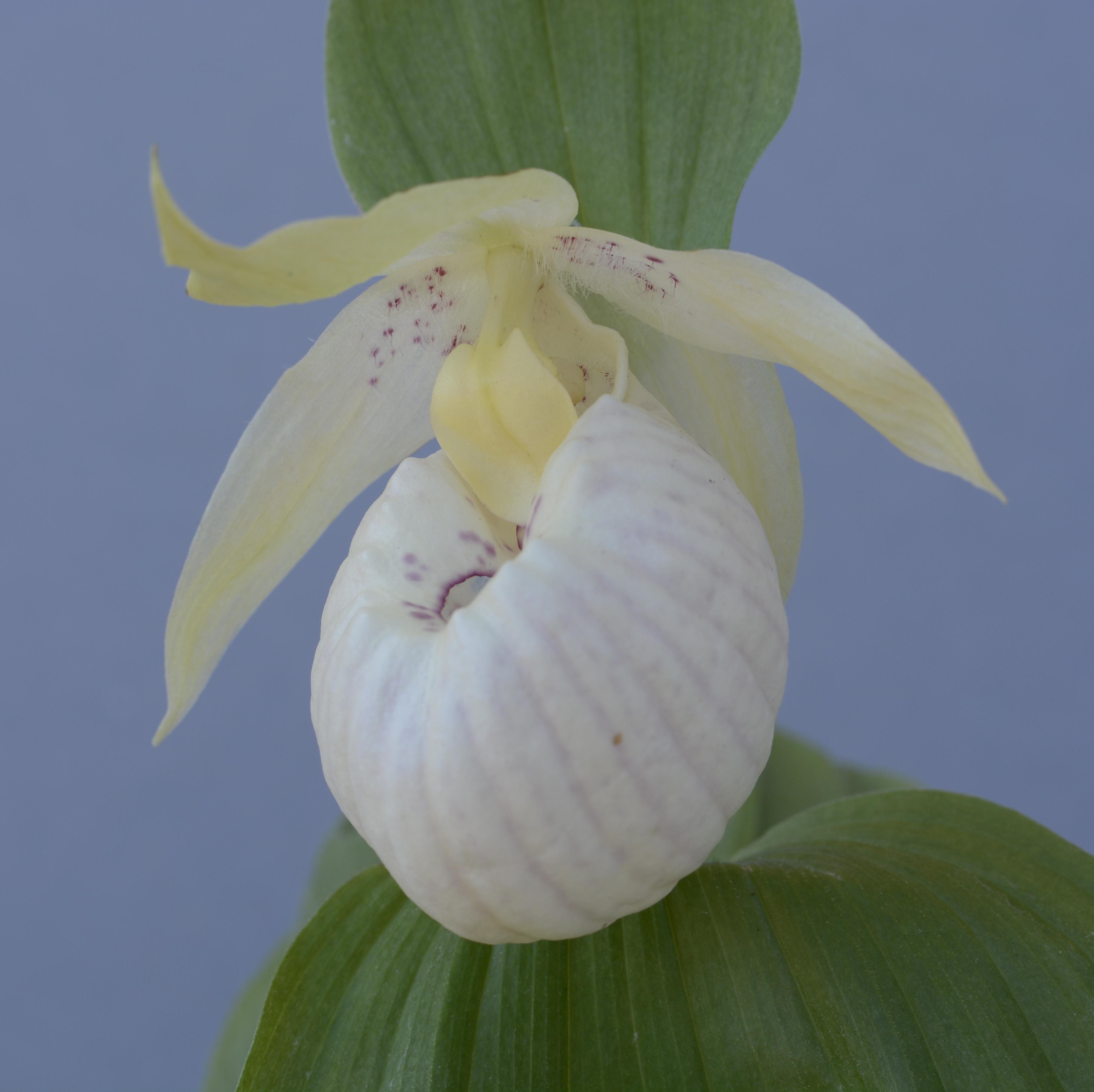Cypripedium 'Lady Dorine'
(Hardy Orchid)
