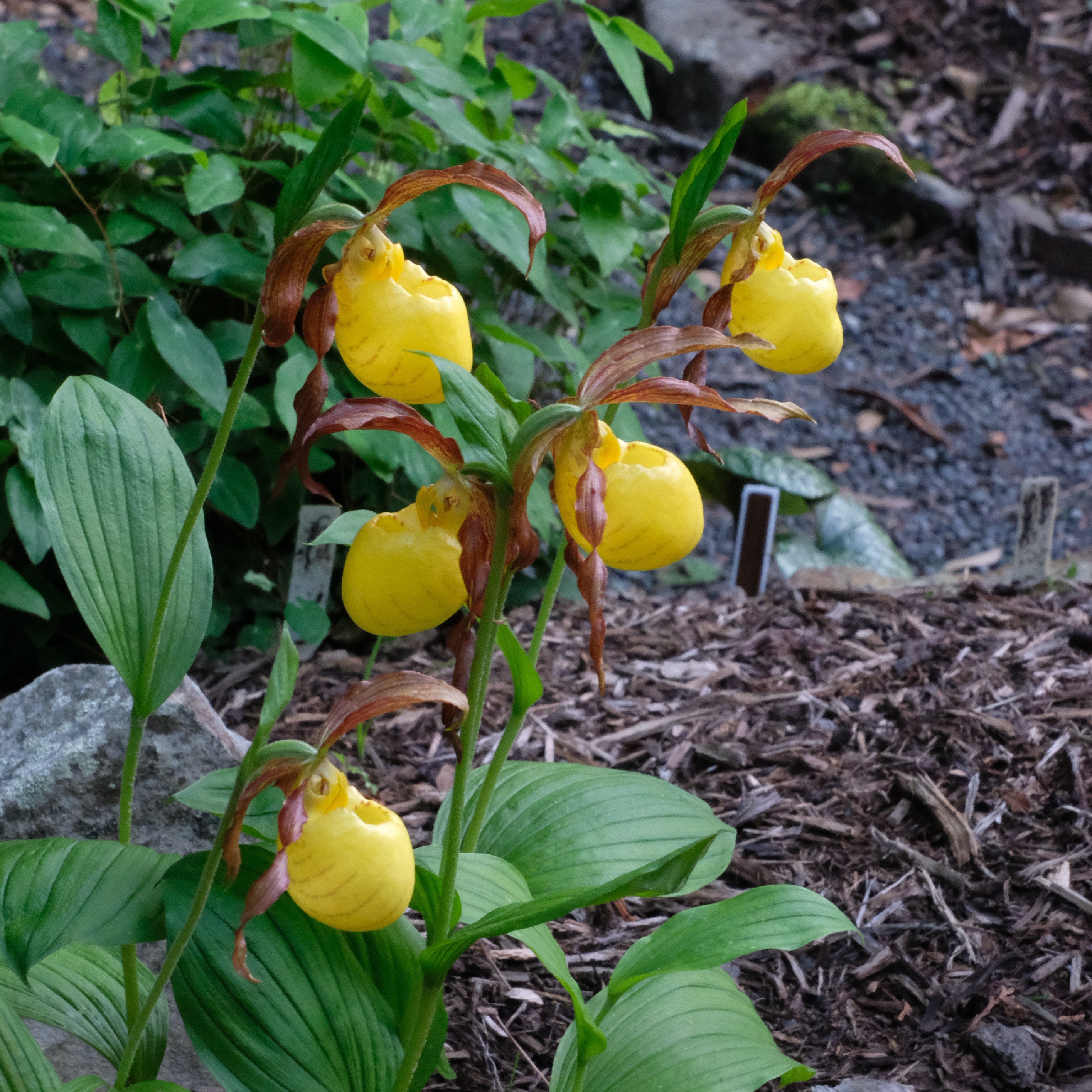 Cypripedium 'Lothar Pinkepank' @ JLBG
