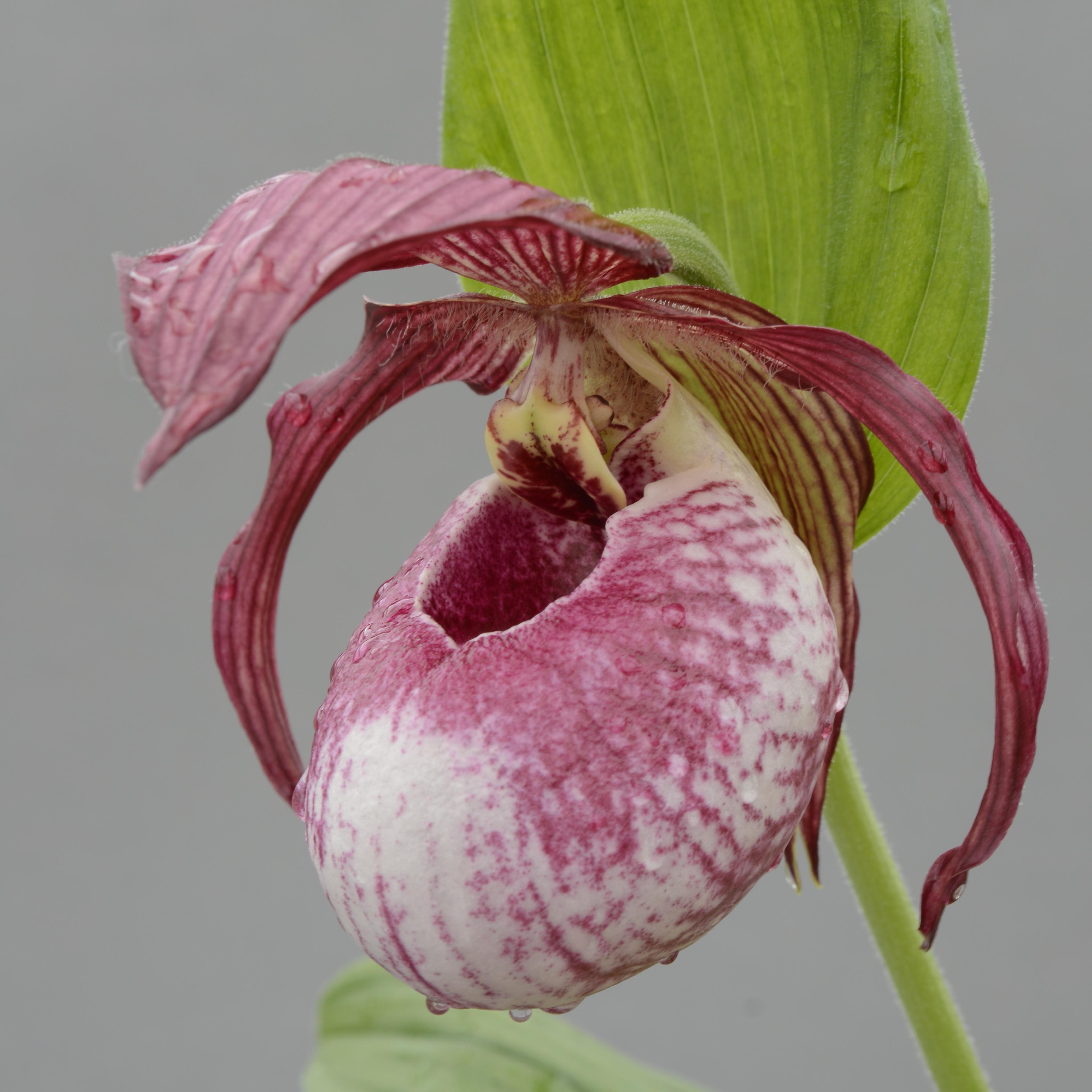 Cypripedium 'Lucy Pinkepank' (Hardy Orchid)
