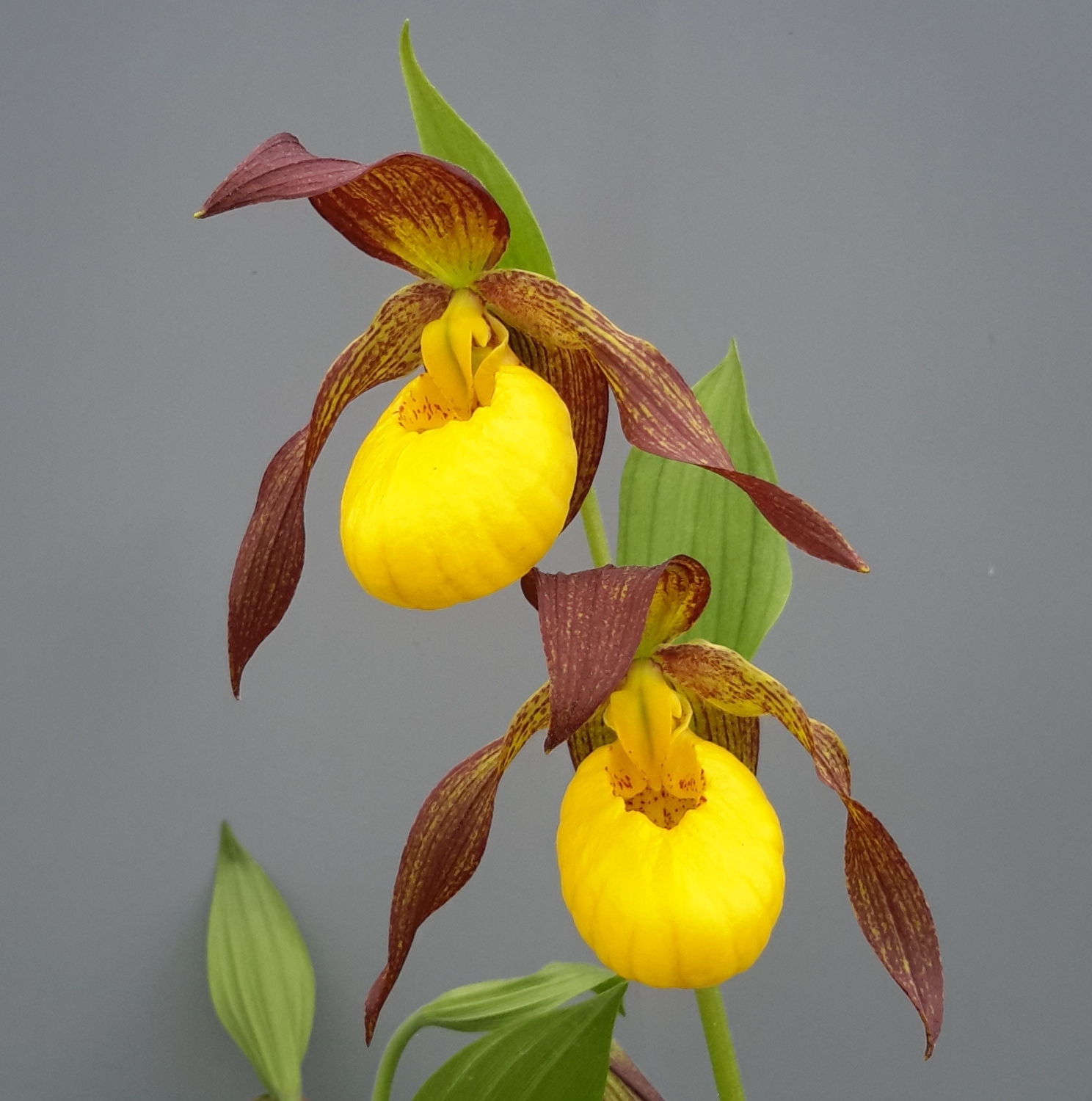 Cypripedium 'Lukas' (Michael Weinert)
