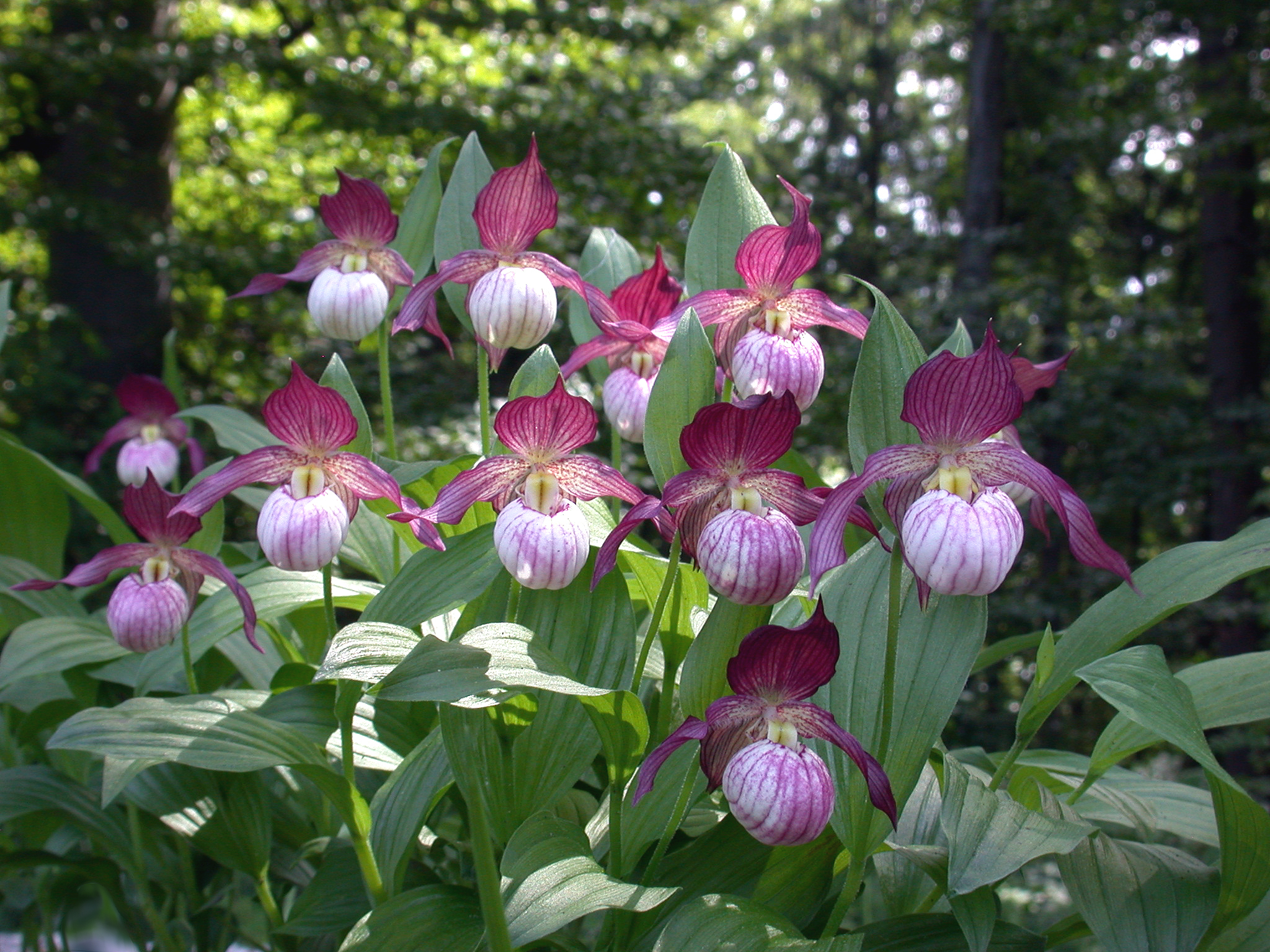 Cypripedium 'Maria' (Michael Weinert)
