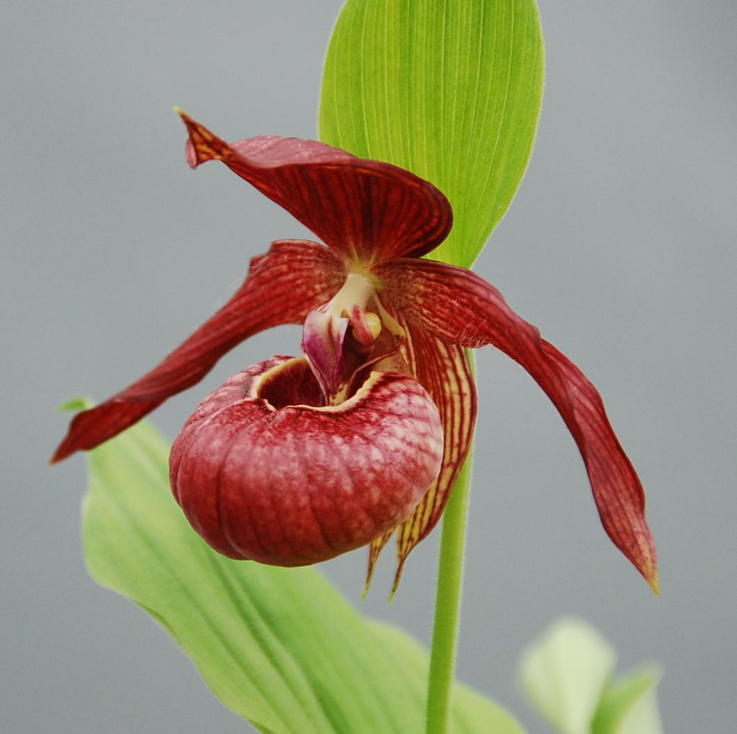 Cypripedium 'Memoriam Shawna Austin' (Michael Weinert)
