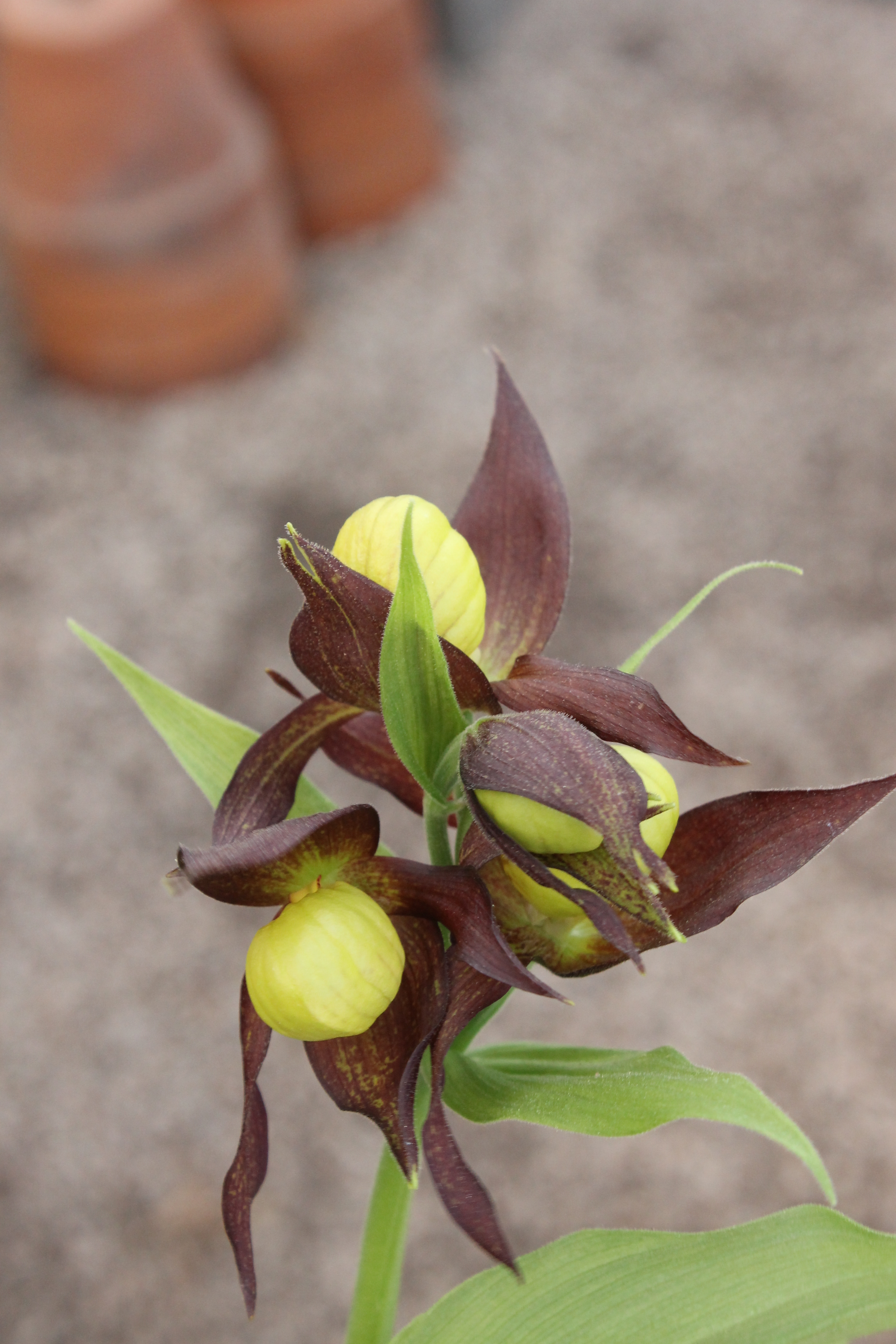 Cypripedium 'Memorium Gerd Kohls'
