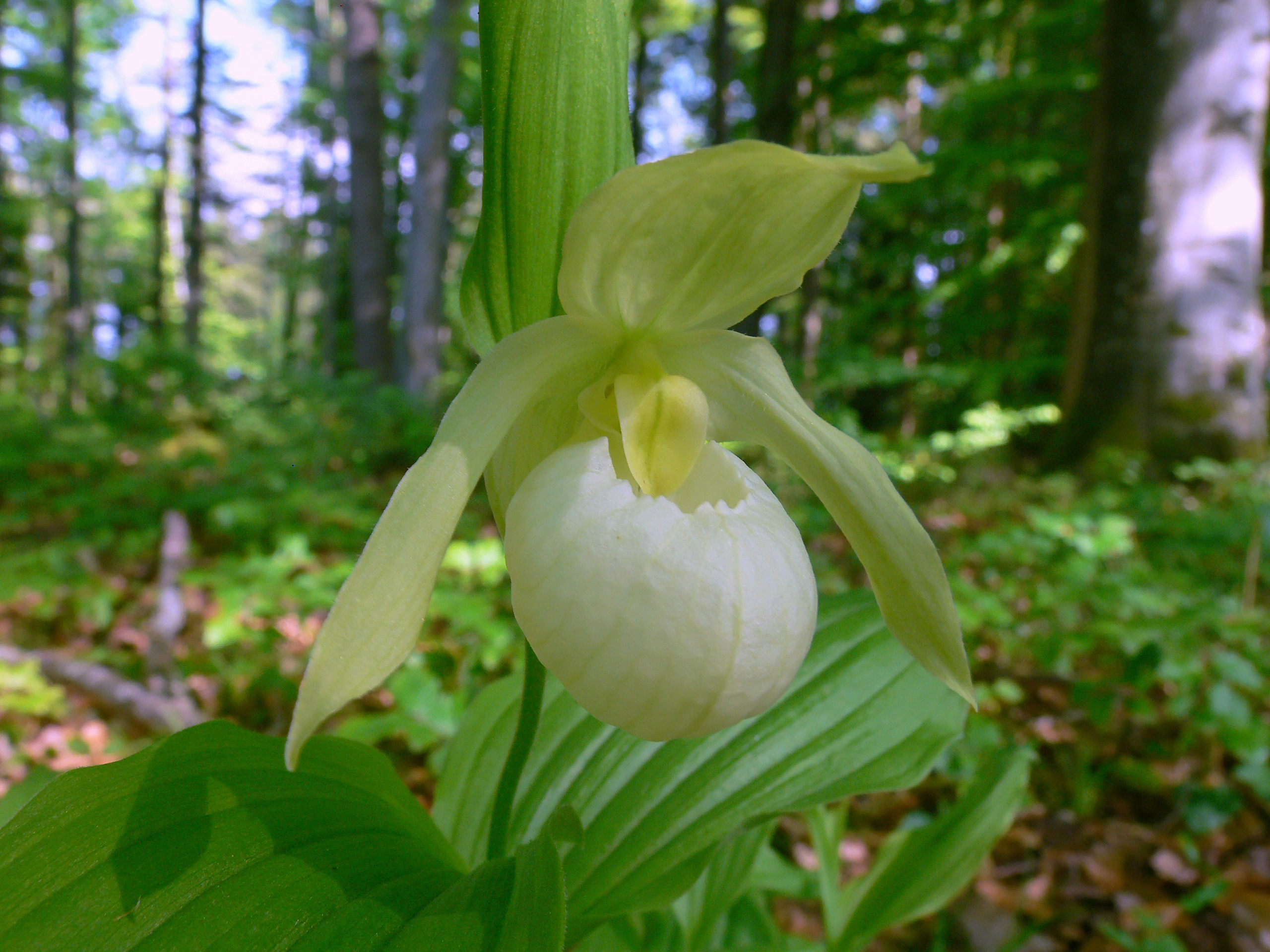 Cypripedium 'Michael Pastel' (Michael Weinert)

