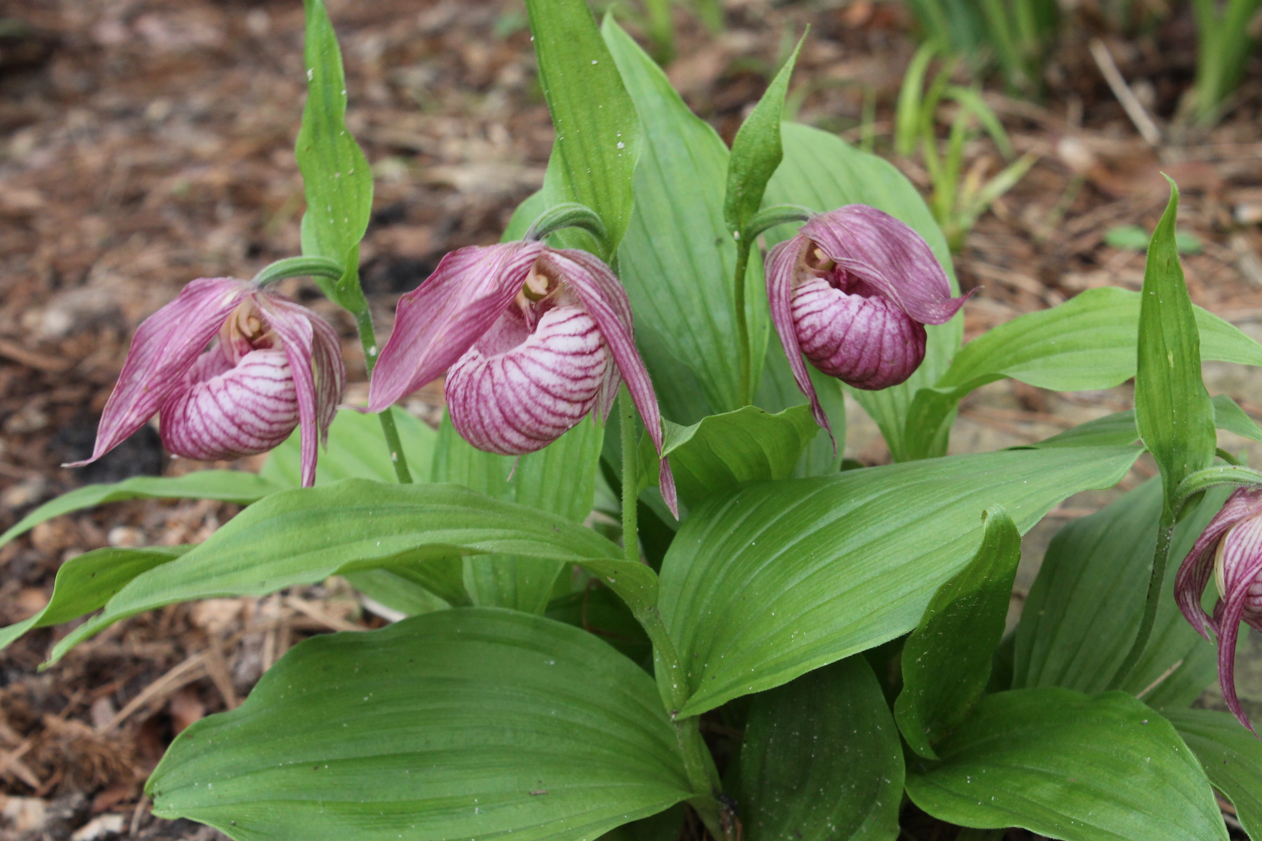 Cypripedium 'Michael' @ JLBG
