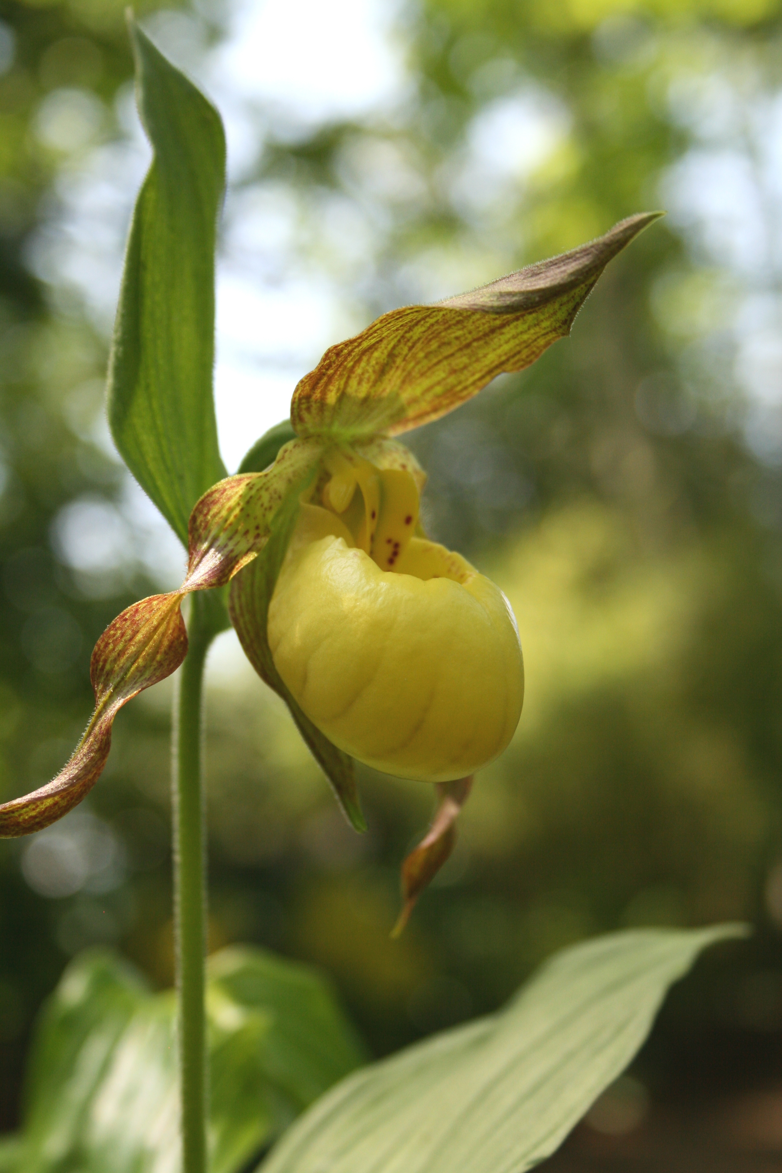 Cypripedium 'PKP'
