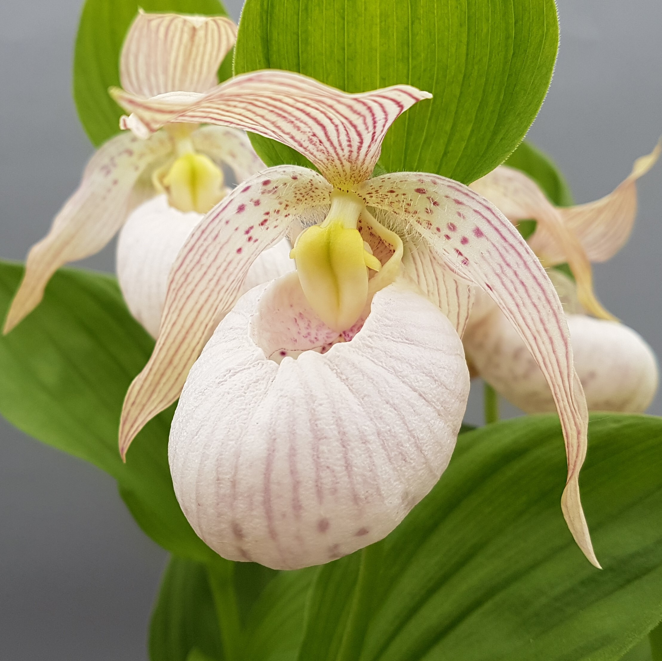 Cypripedium 'Pluto' (Hardy Orchid)

