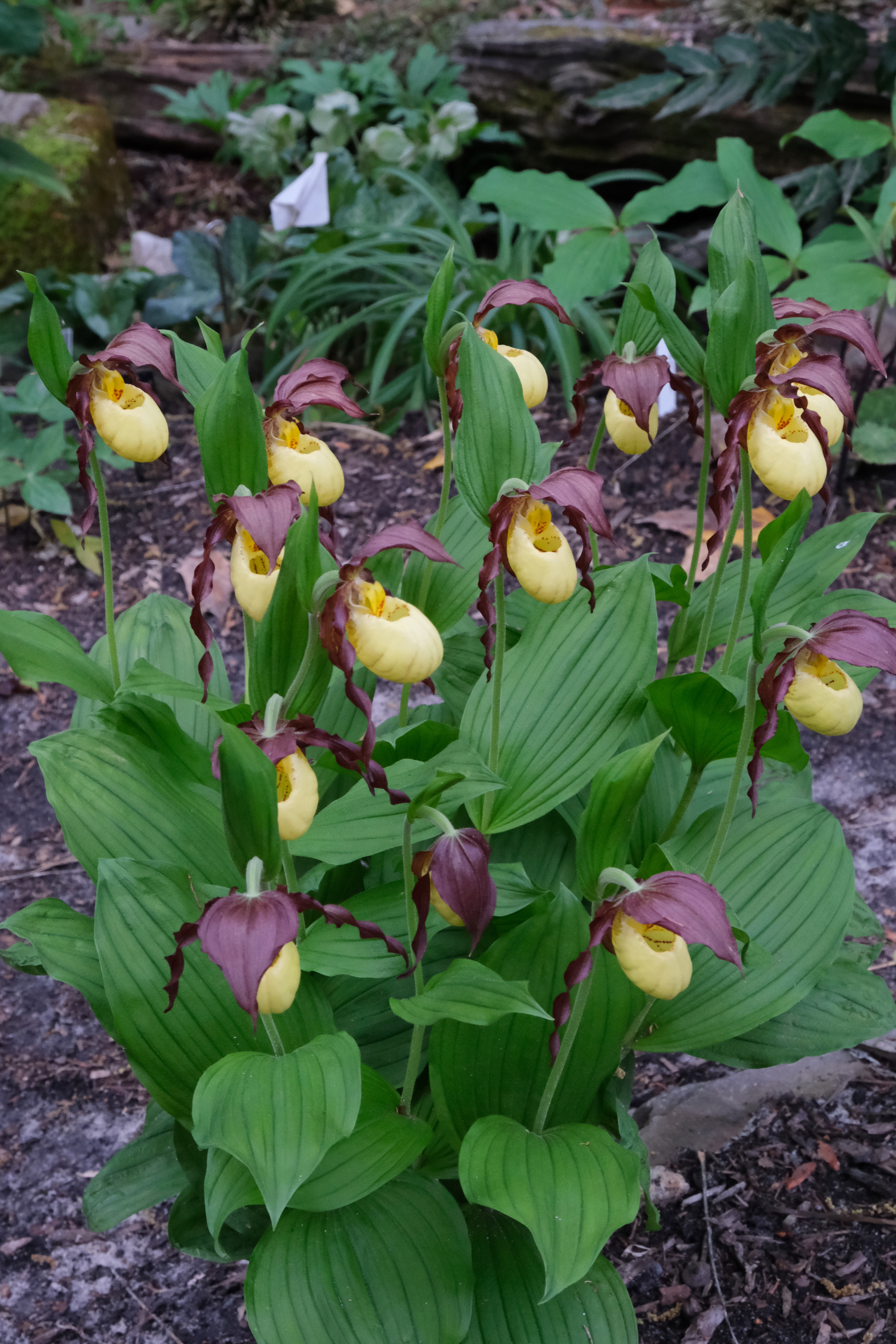 Cypripedium 'Rascal' @ JLBG
