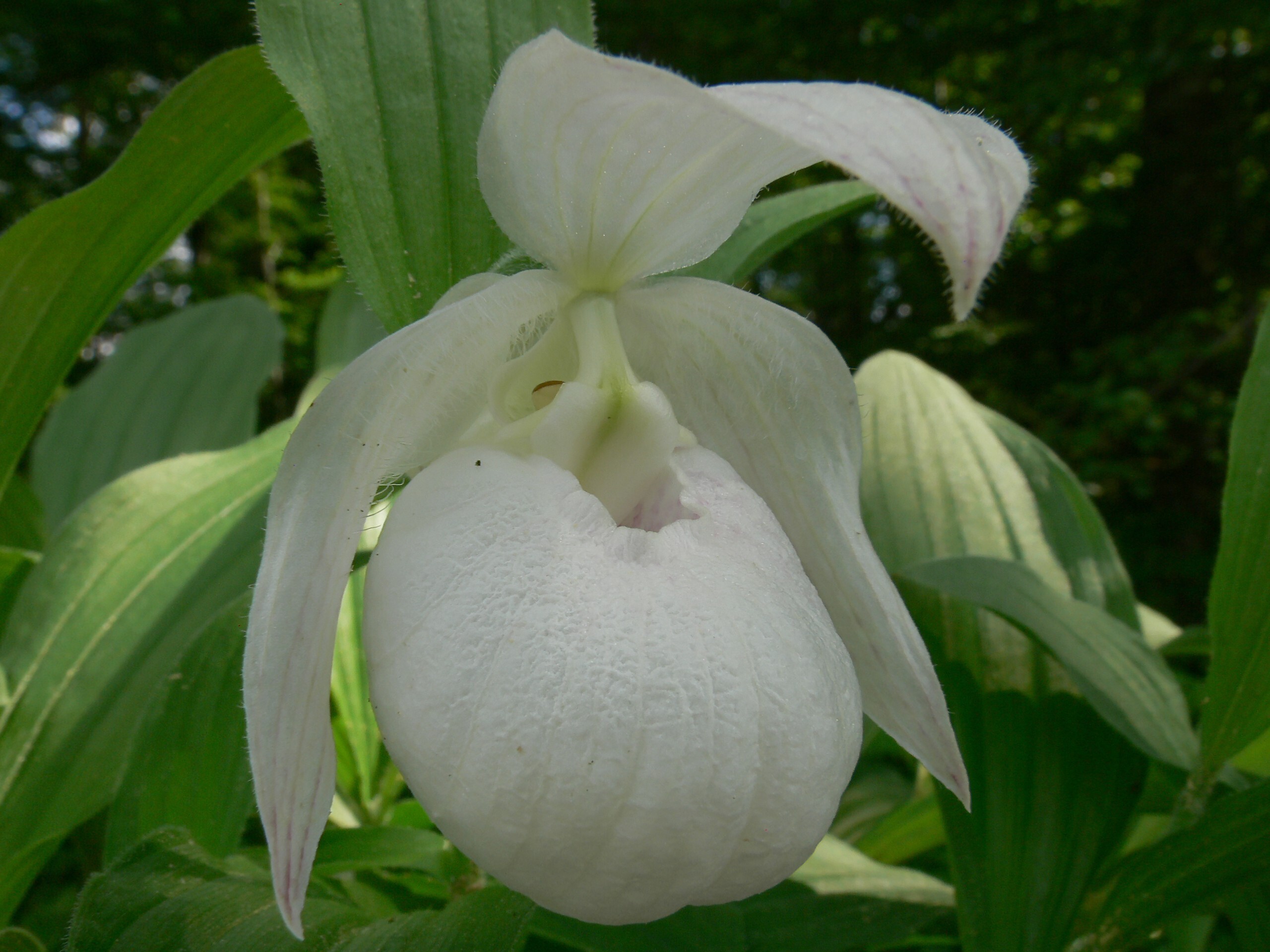 Cypripedium 'Renate Pastel'
(Michael Weinert)
