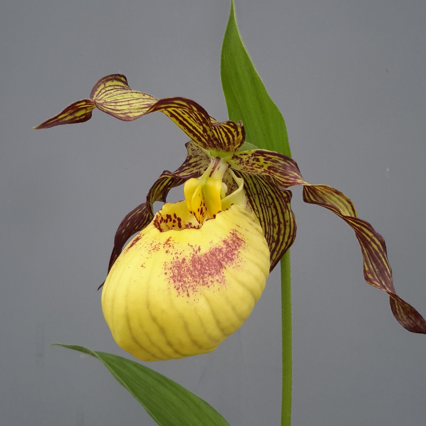 Cypripedium 'Robin Lee' (Michael Weinert)
