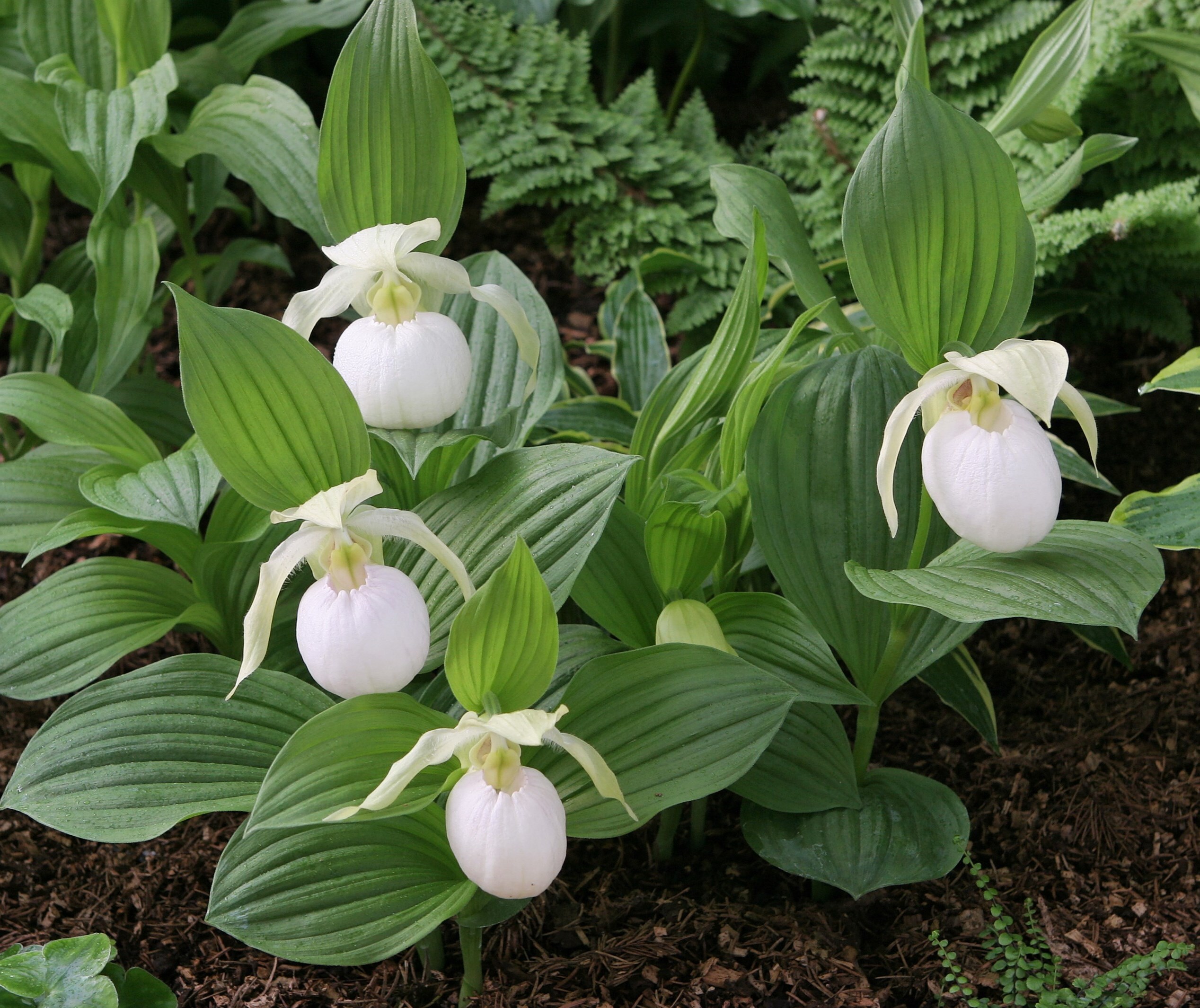 Cypripedium 'Sabine Pastel'  (Michael Weinert)
