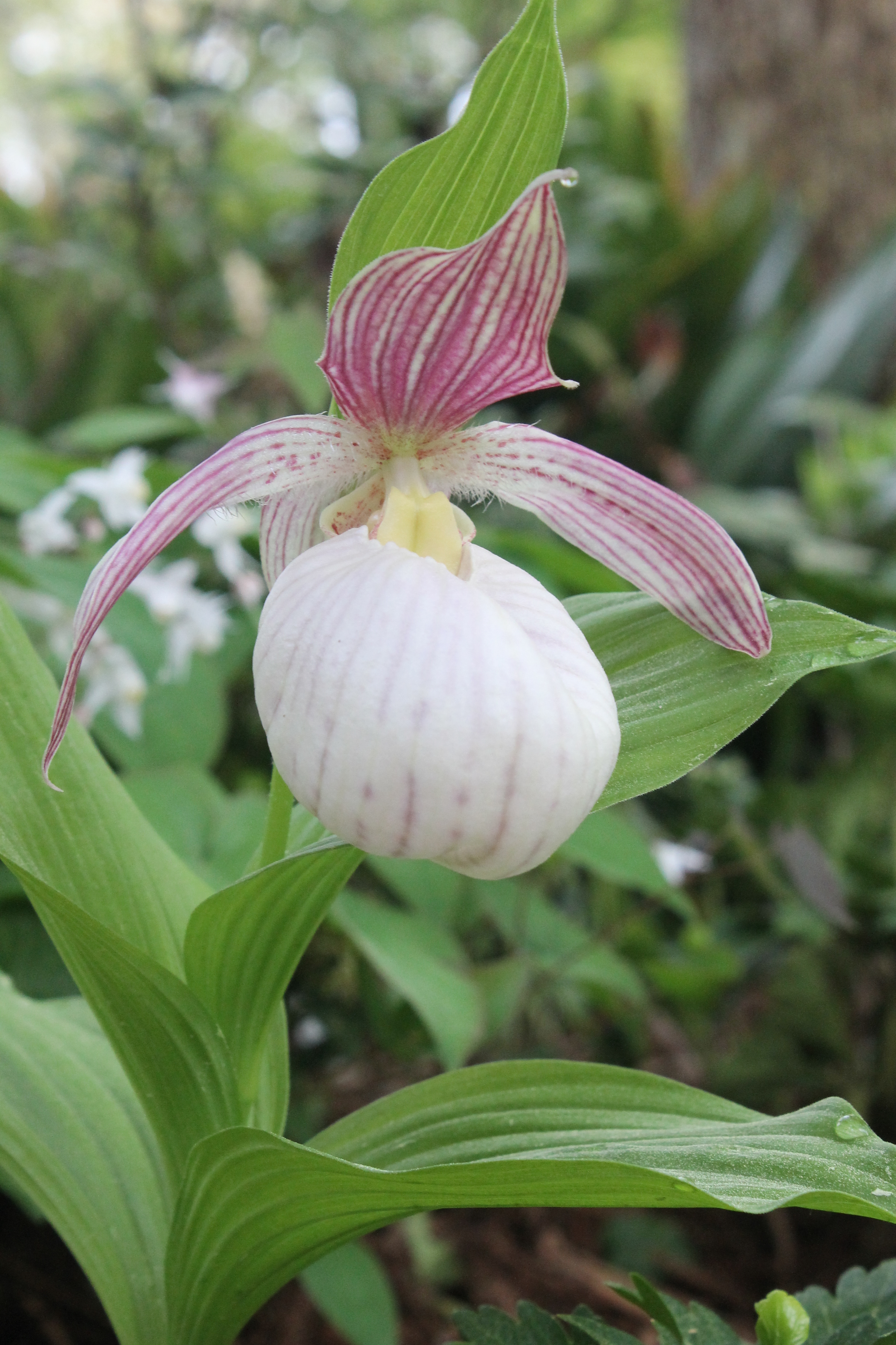 Cypripedium 'Sabine' @ JLBG
