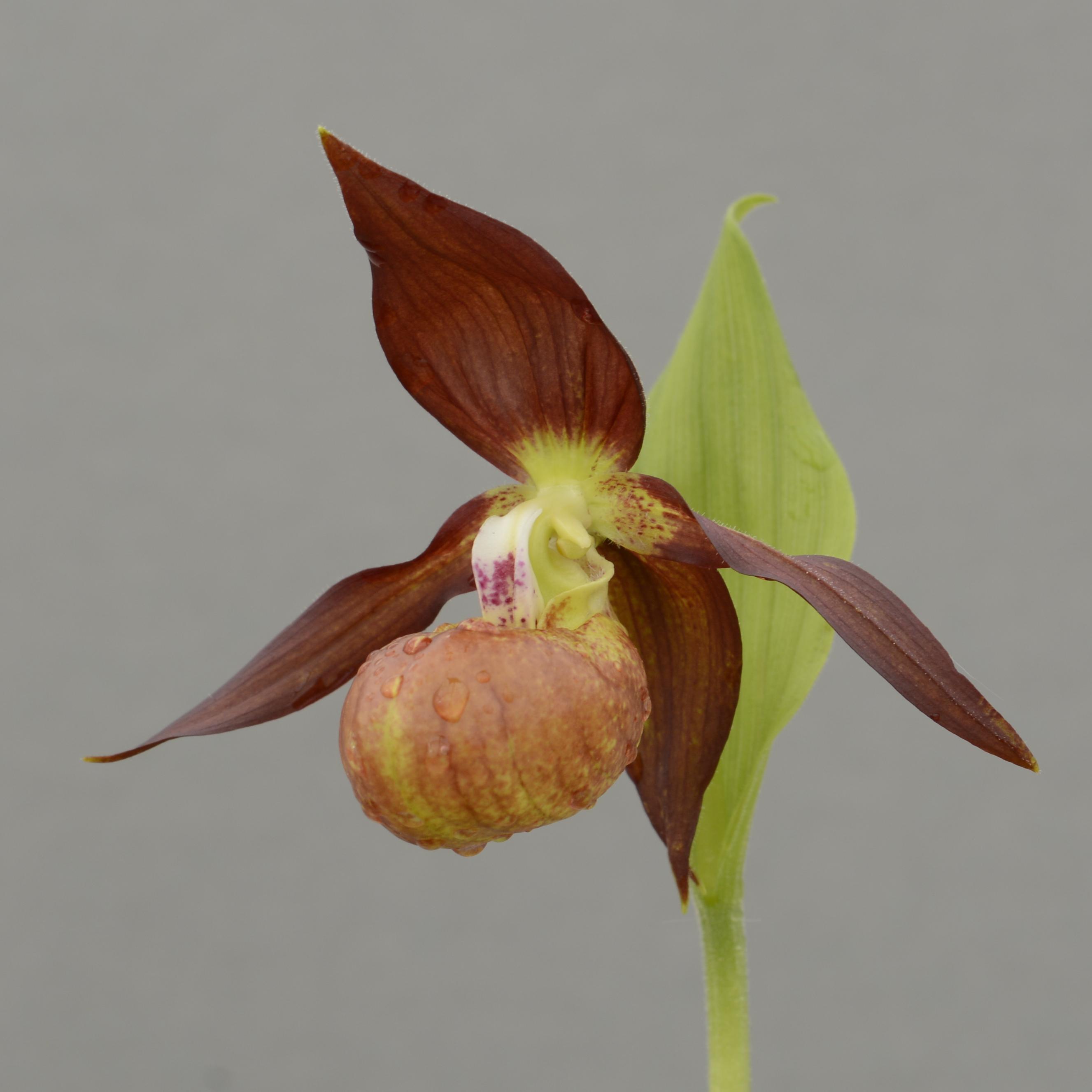 Cypripedium 'Schoko' (Hardy Orchid)
