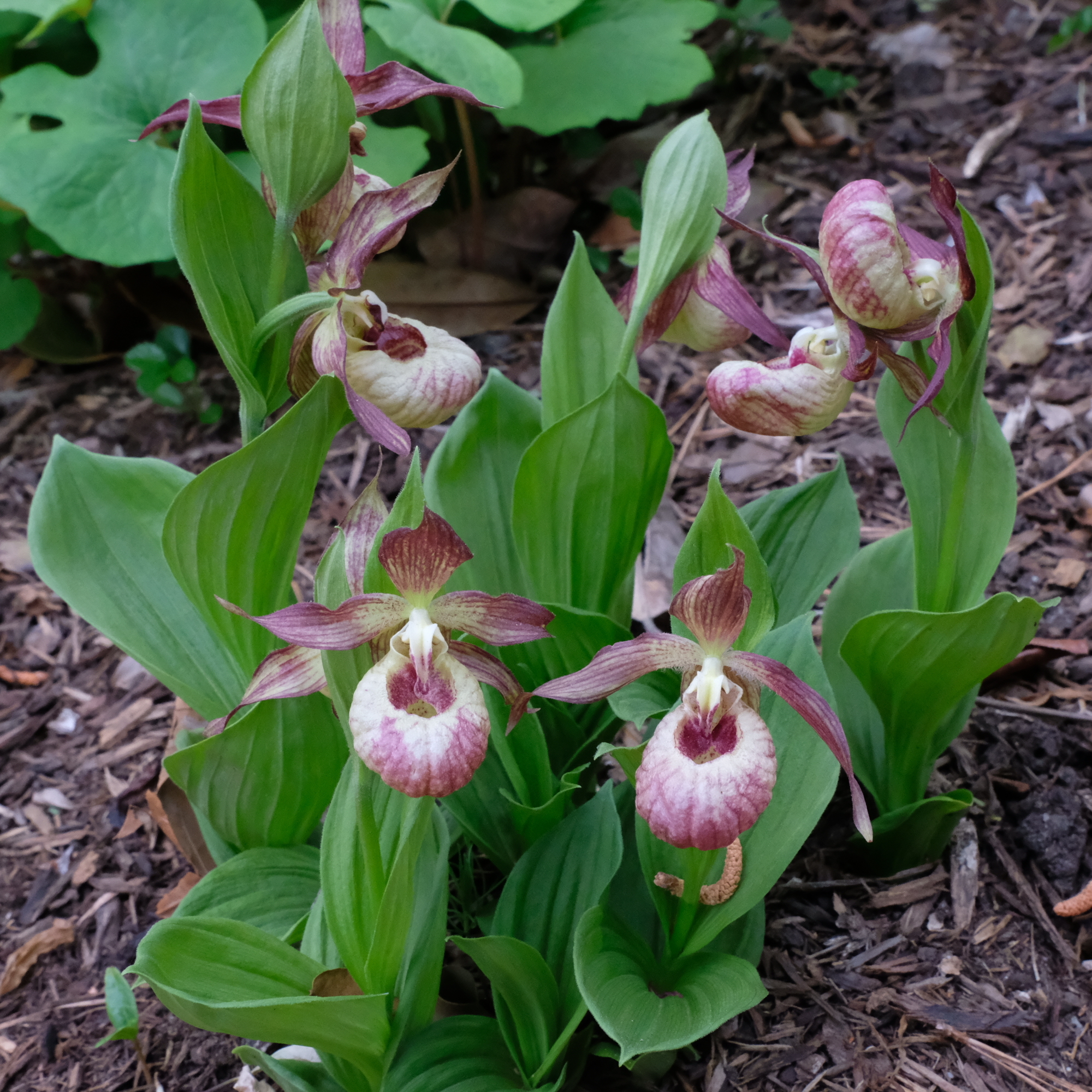 Cypripedium 'Siggi' @ JLBG
