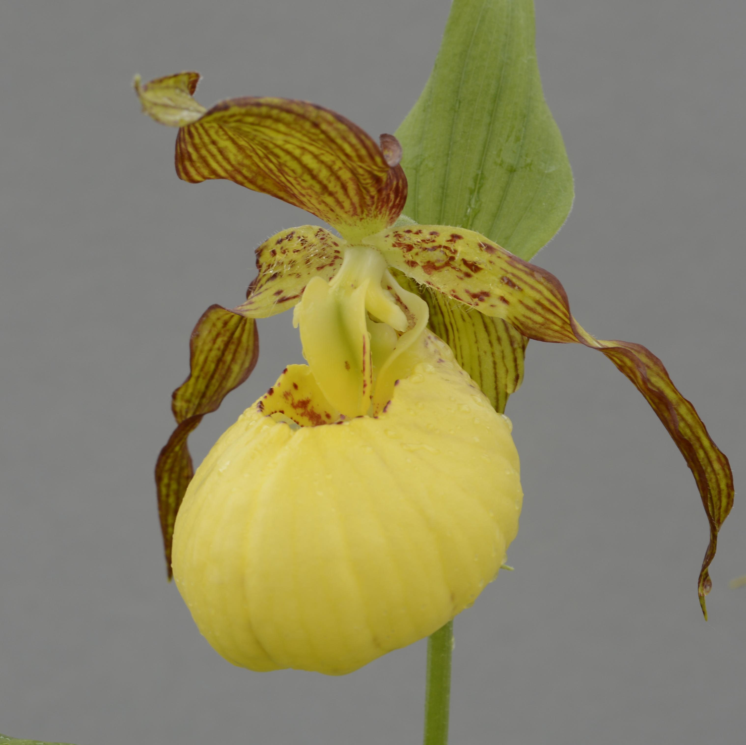 Cypripedium 'Sunny' (Hardy Orchid)
