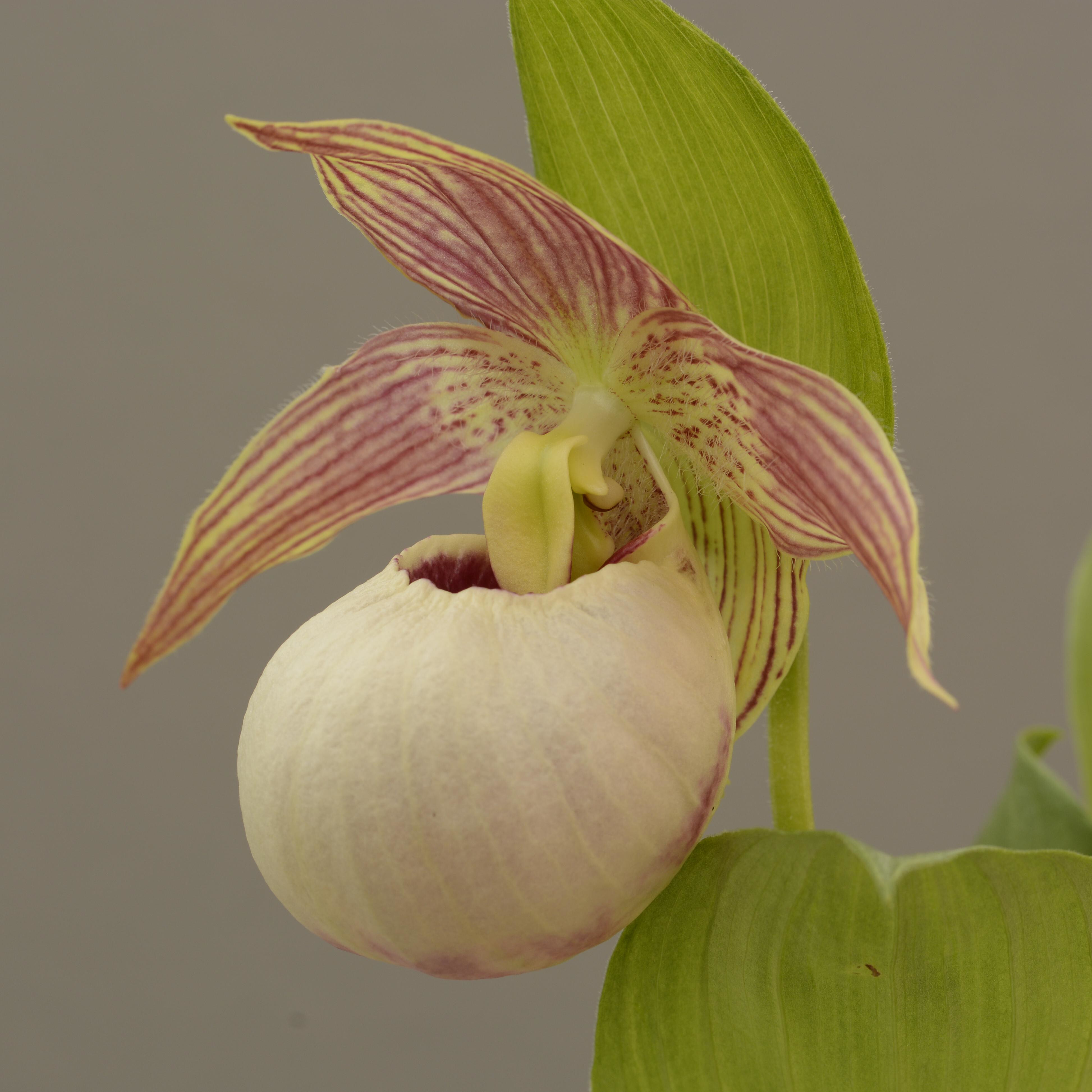 Cypripedium 'Tilman' (Hardy Orchid)
