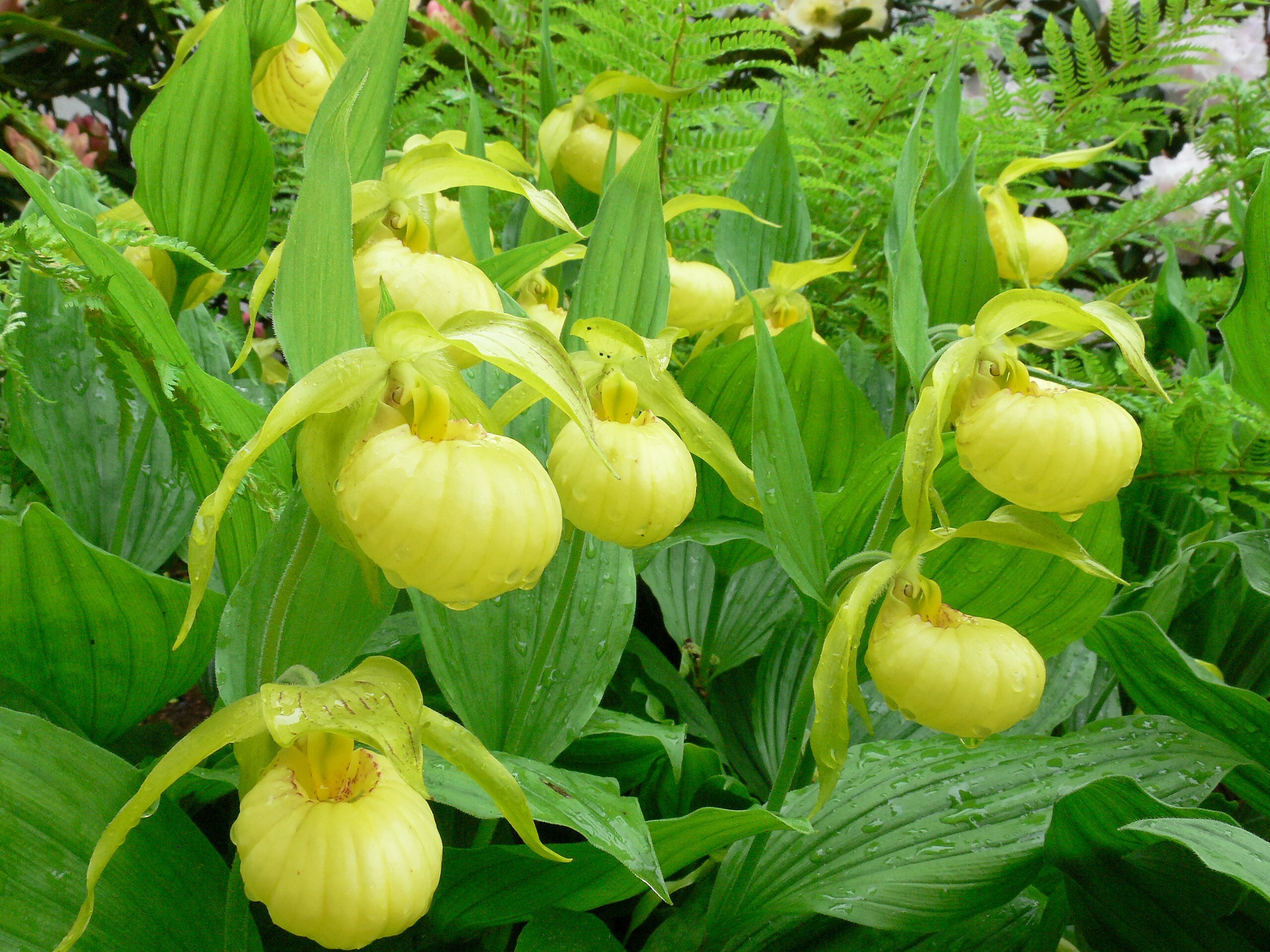 Cypripedium 'Urzel' (Michael Weinert)