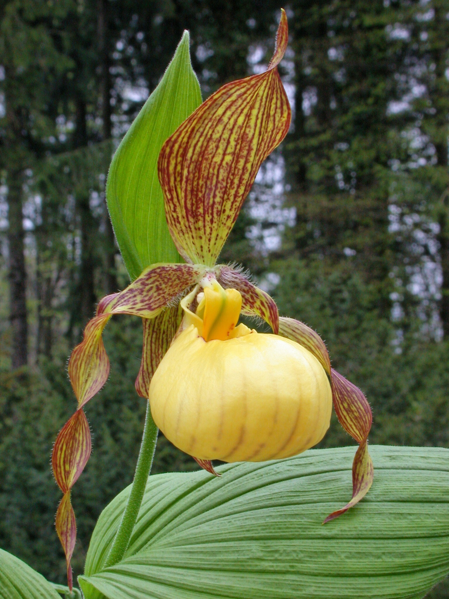 Cypripedium 'Victoriae' (Michael Weinert)
