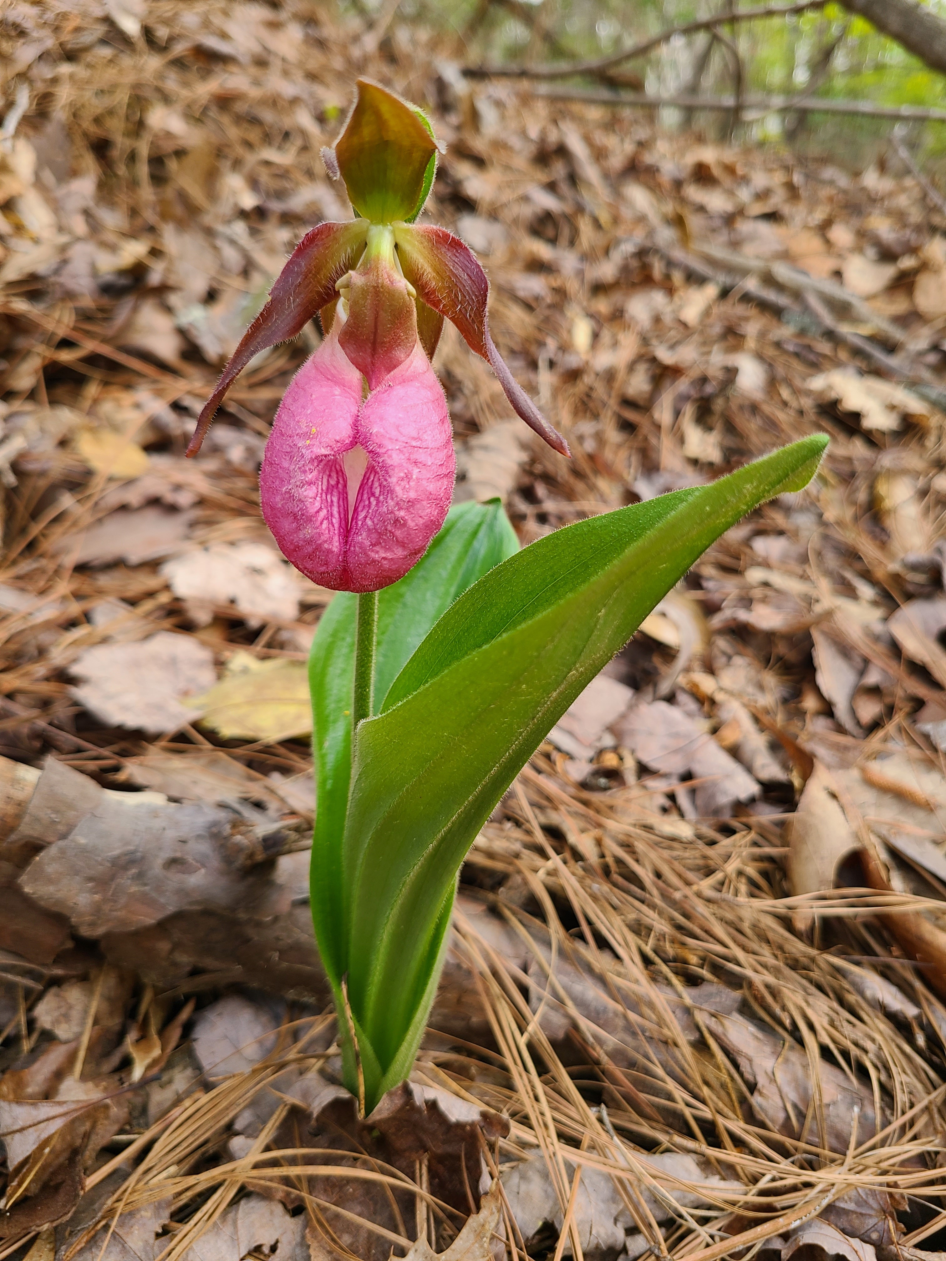 Cypripedium acaule @ flower at Flower Hill, Johnston Co. NC
