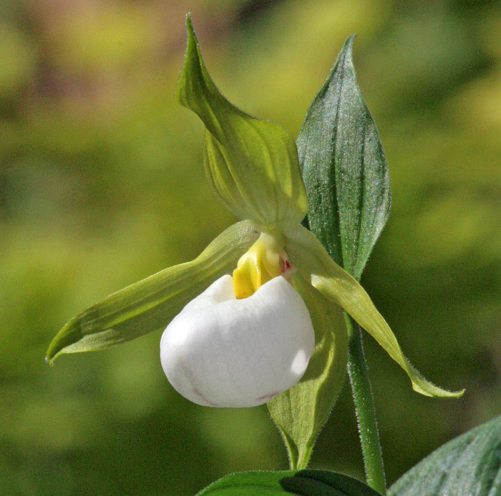 Cypripedium cordigerum (Michael Weinert)