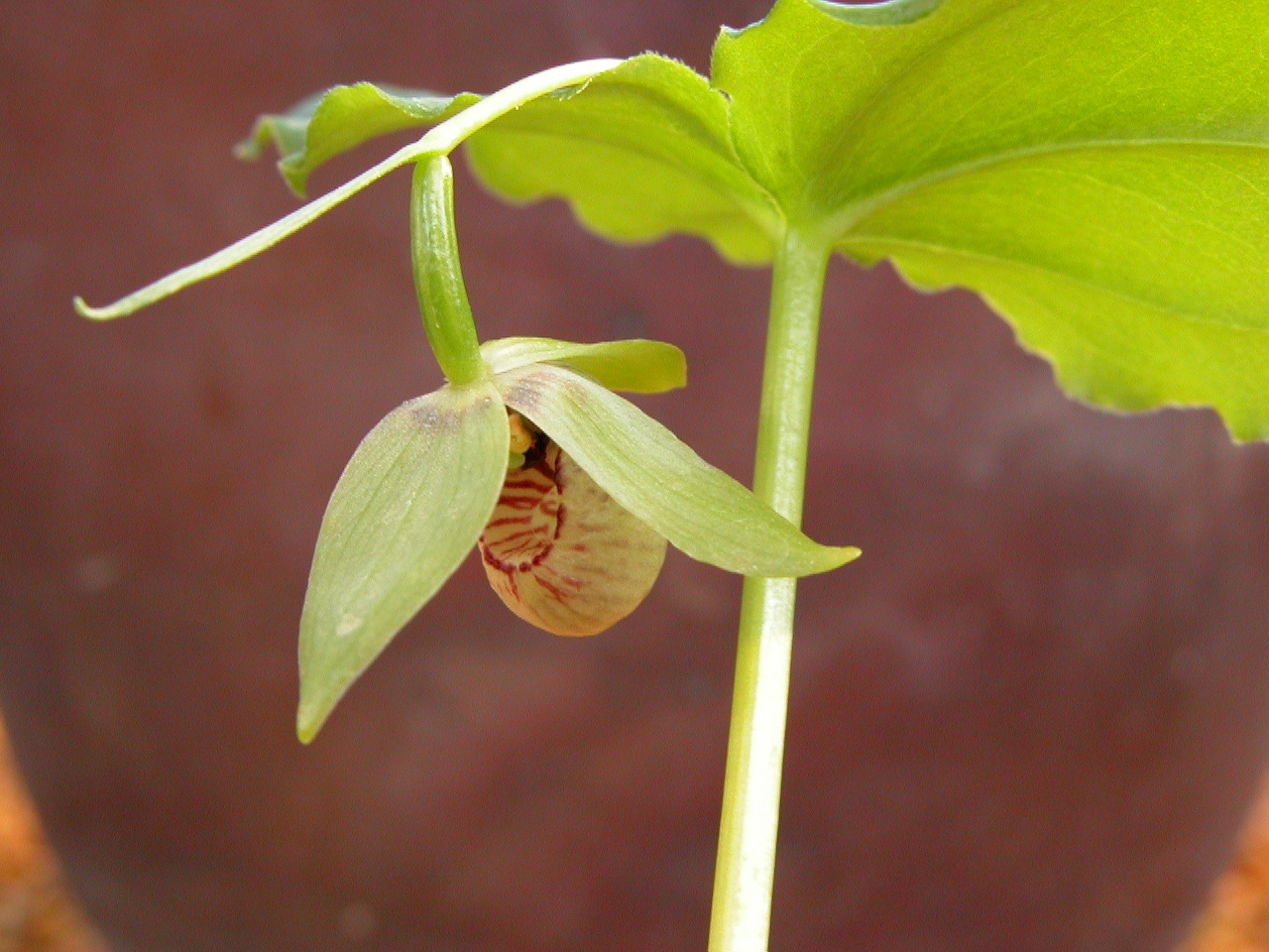 Cypripedium debile (Takuya Izumi)
