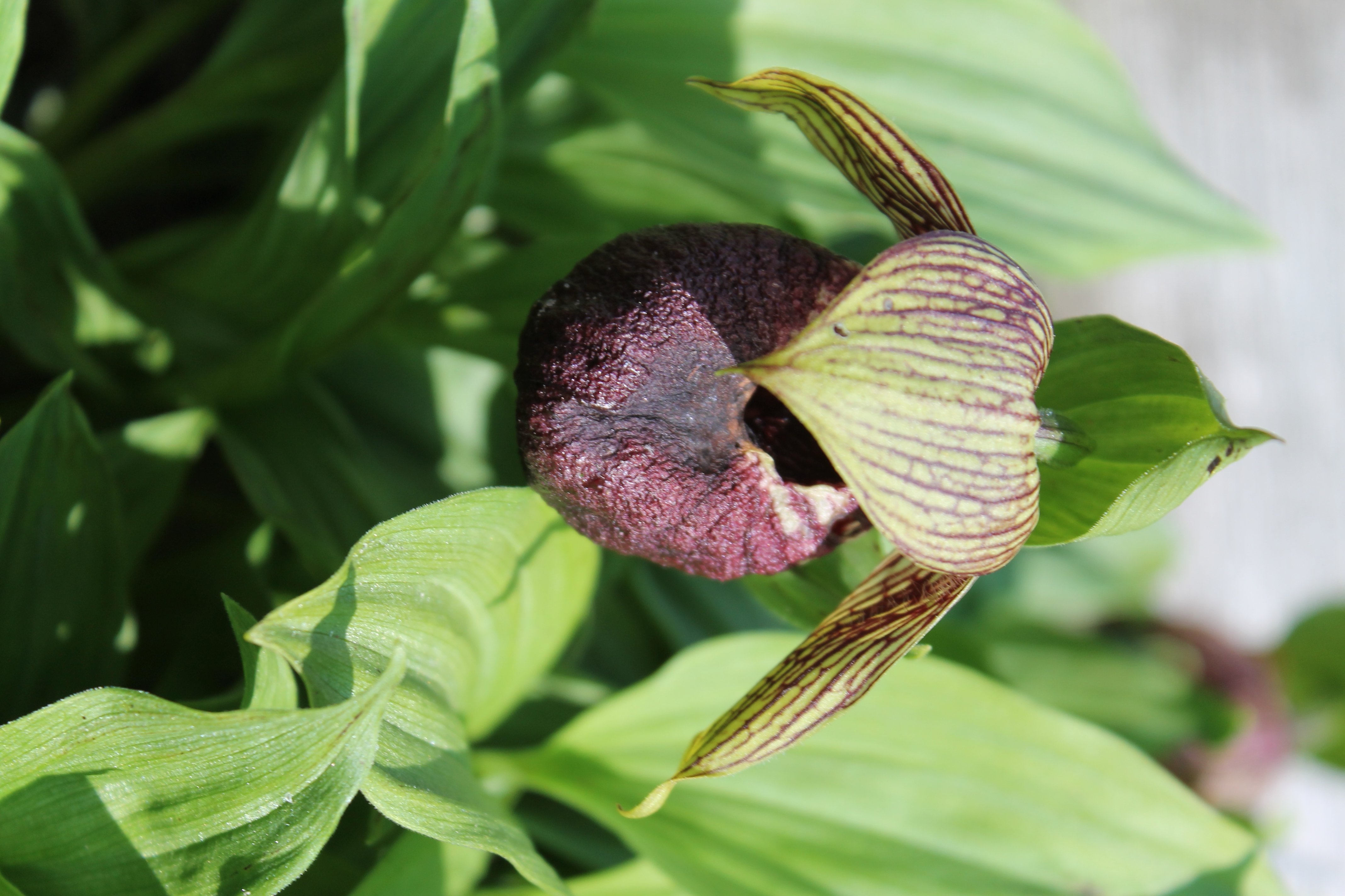 Cypripedium farreri at Goteborg BG