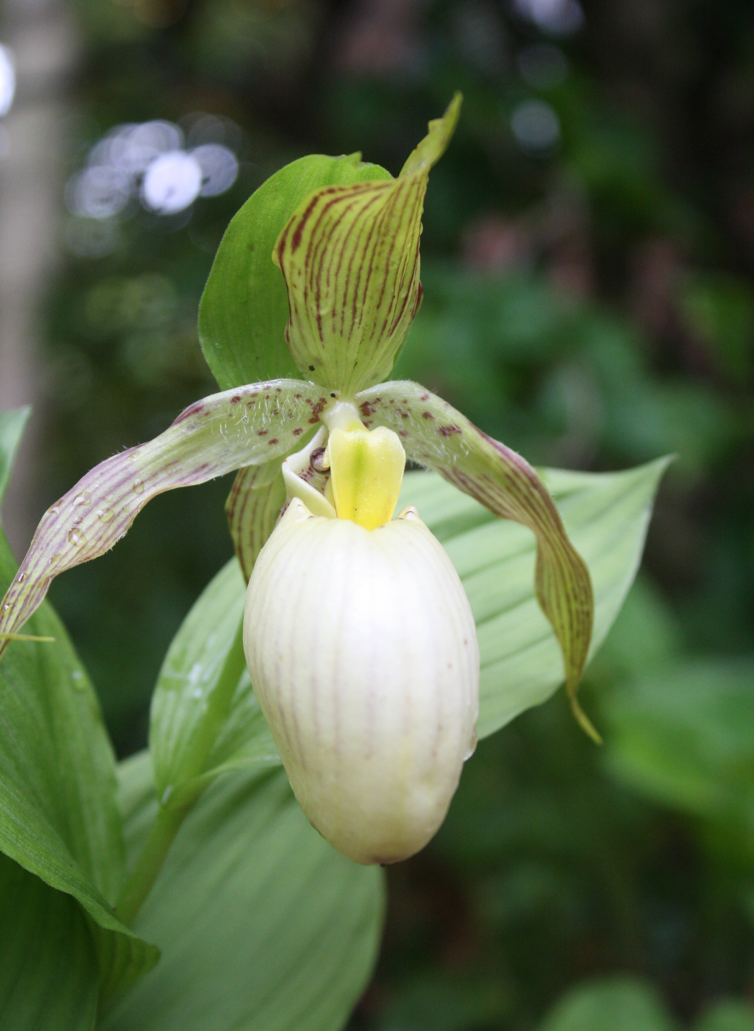 Cypripedium fasciolatum @ JLBG
