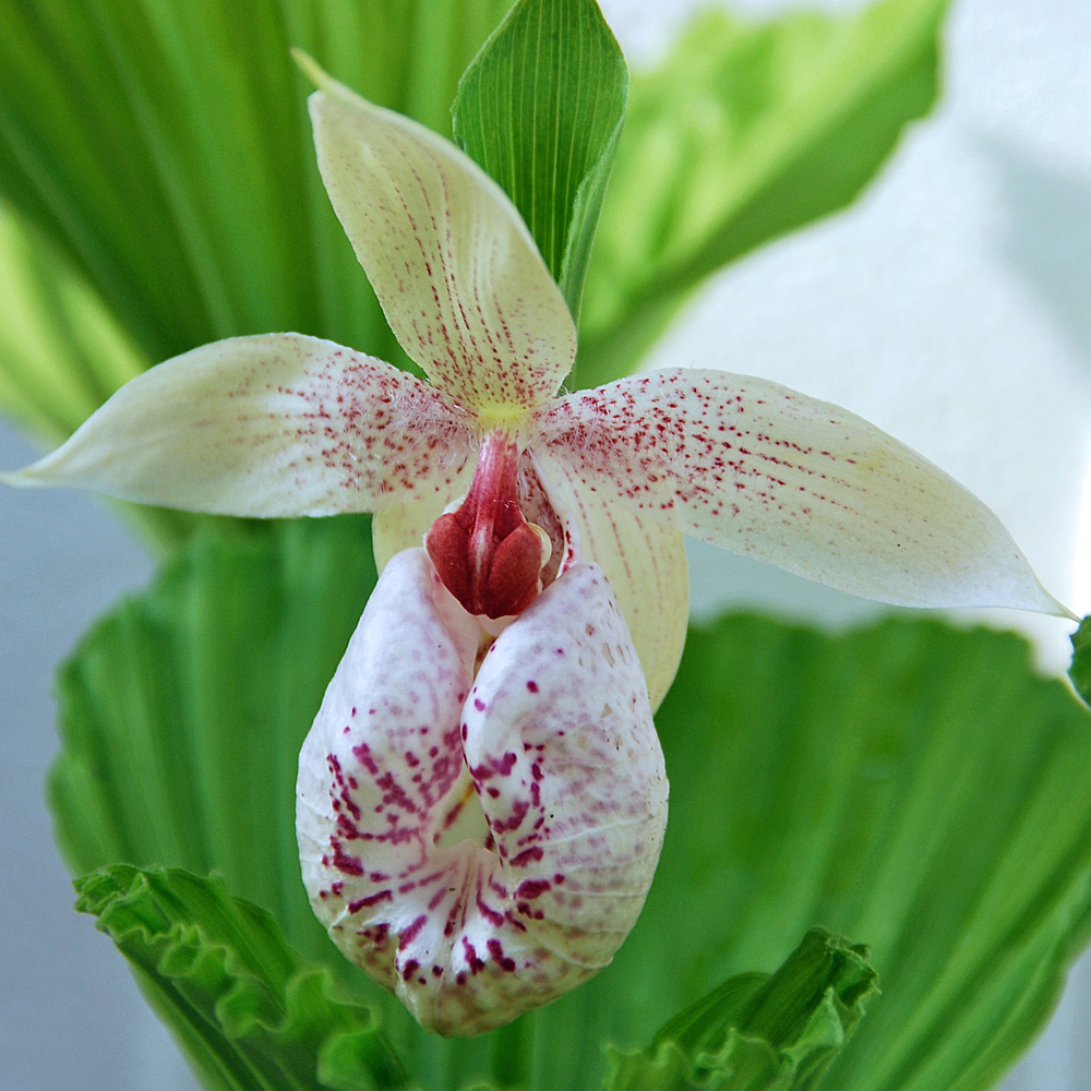 Cypripedium formosanum 