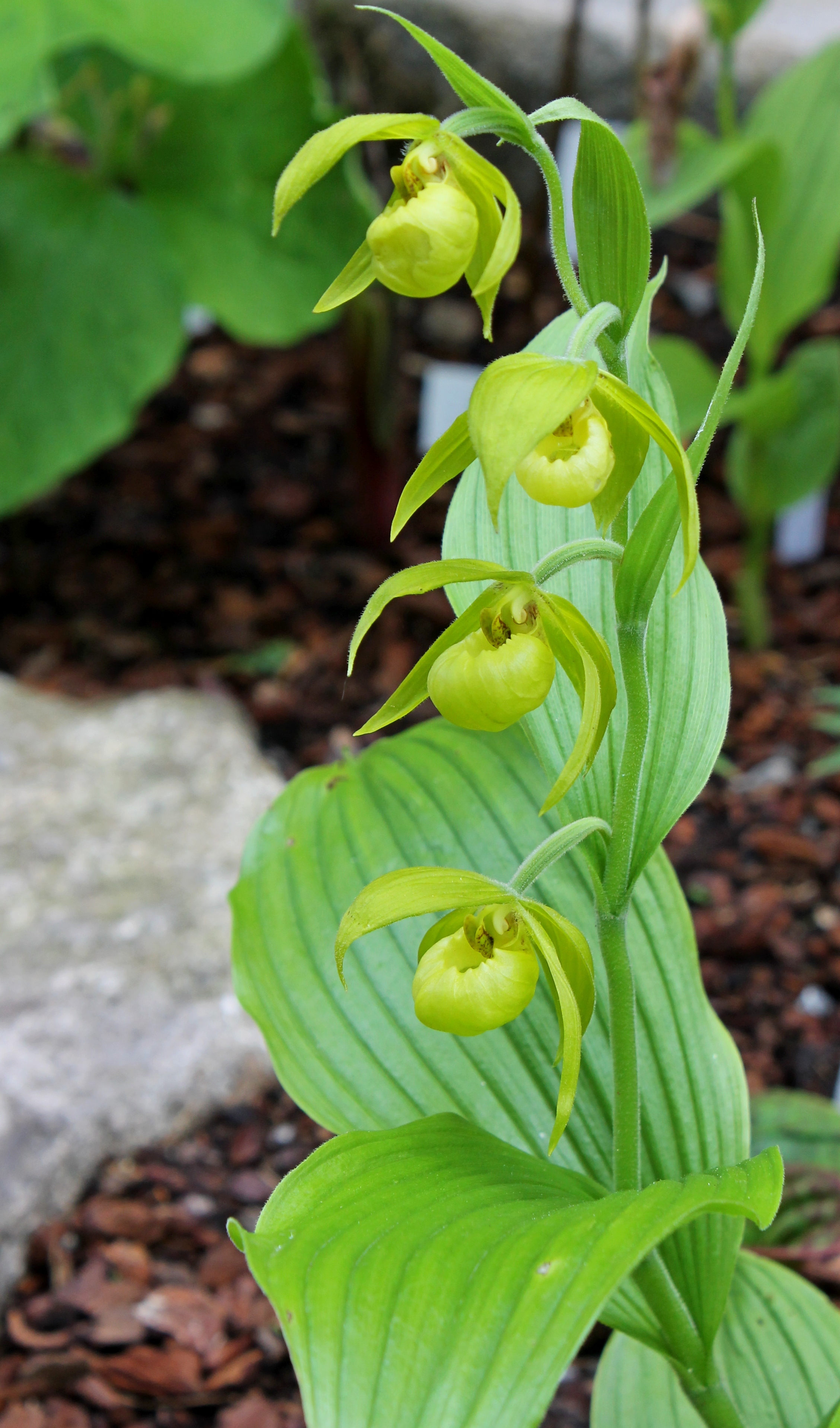 Cypripedium henryi at Ulf Sill Gdn, Denmark
