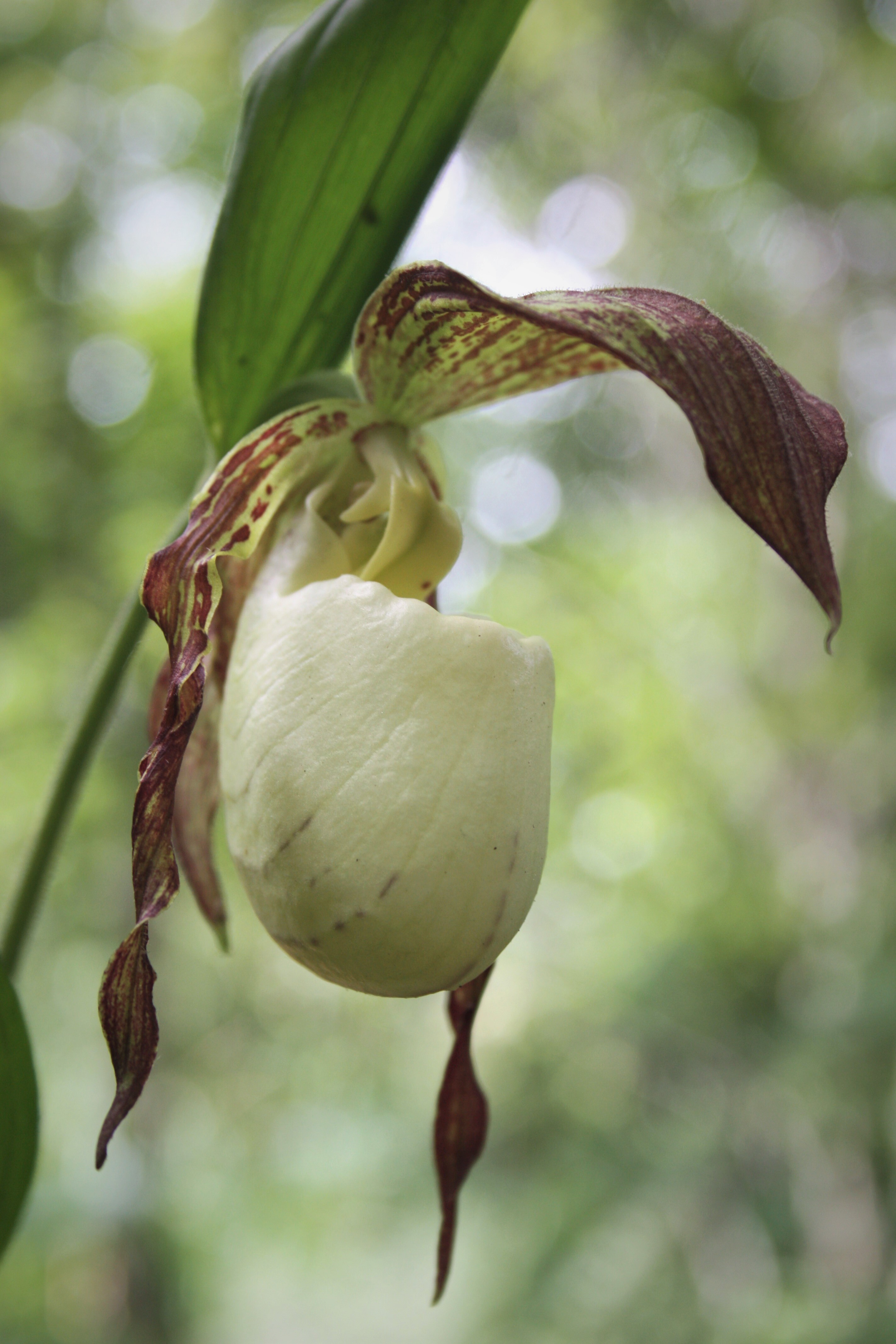 Cypripedium kentuckiense @ JLBG
