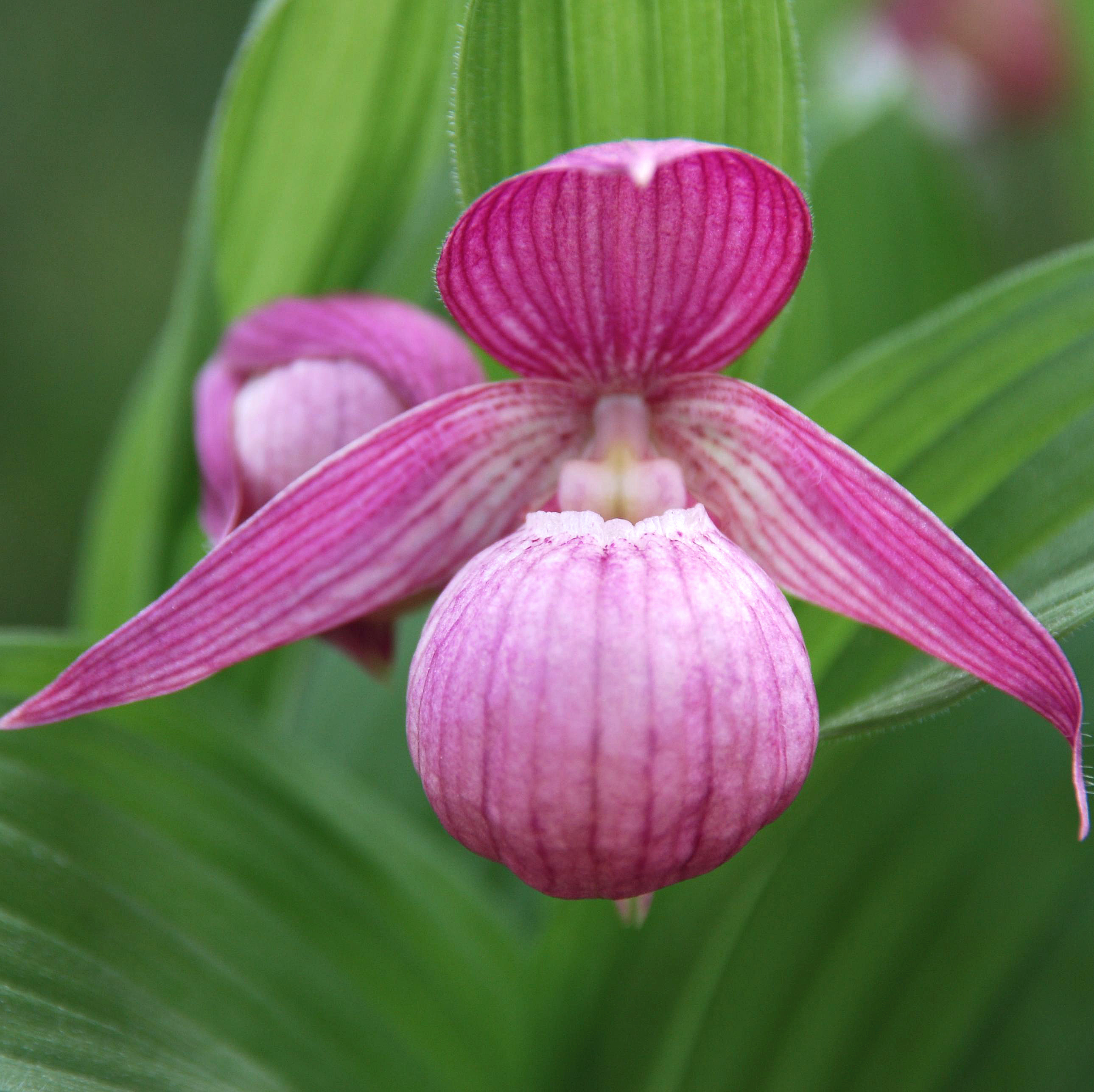 Cypripedium macranthos (Michael Weinert)