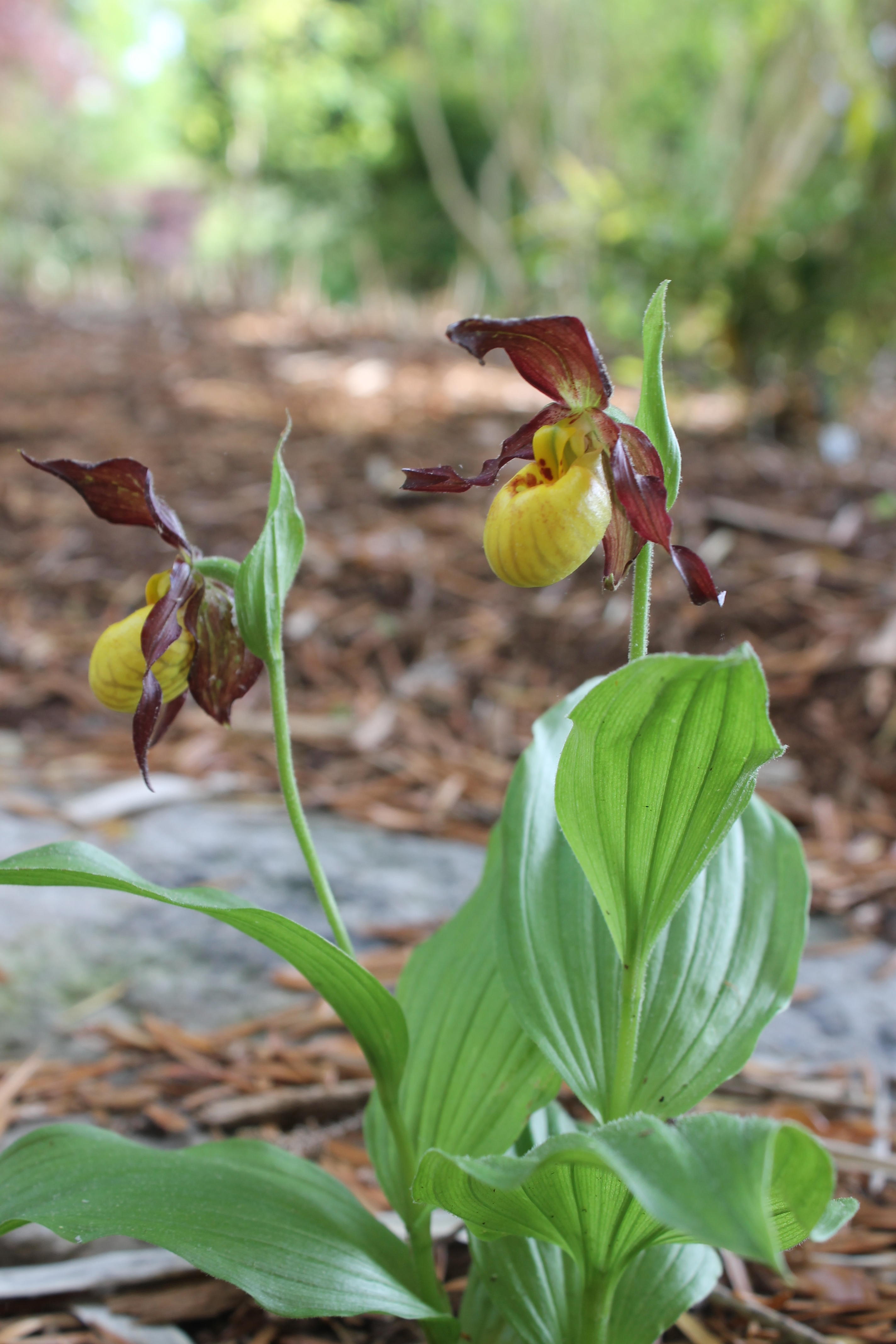 Cypripedium parviflorum var. parviflorum @ JLBG
