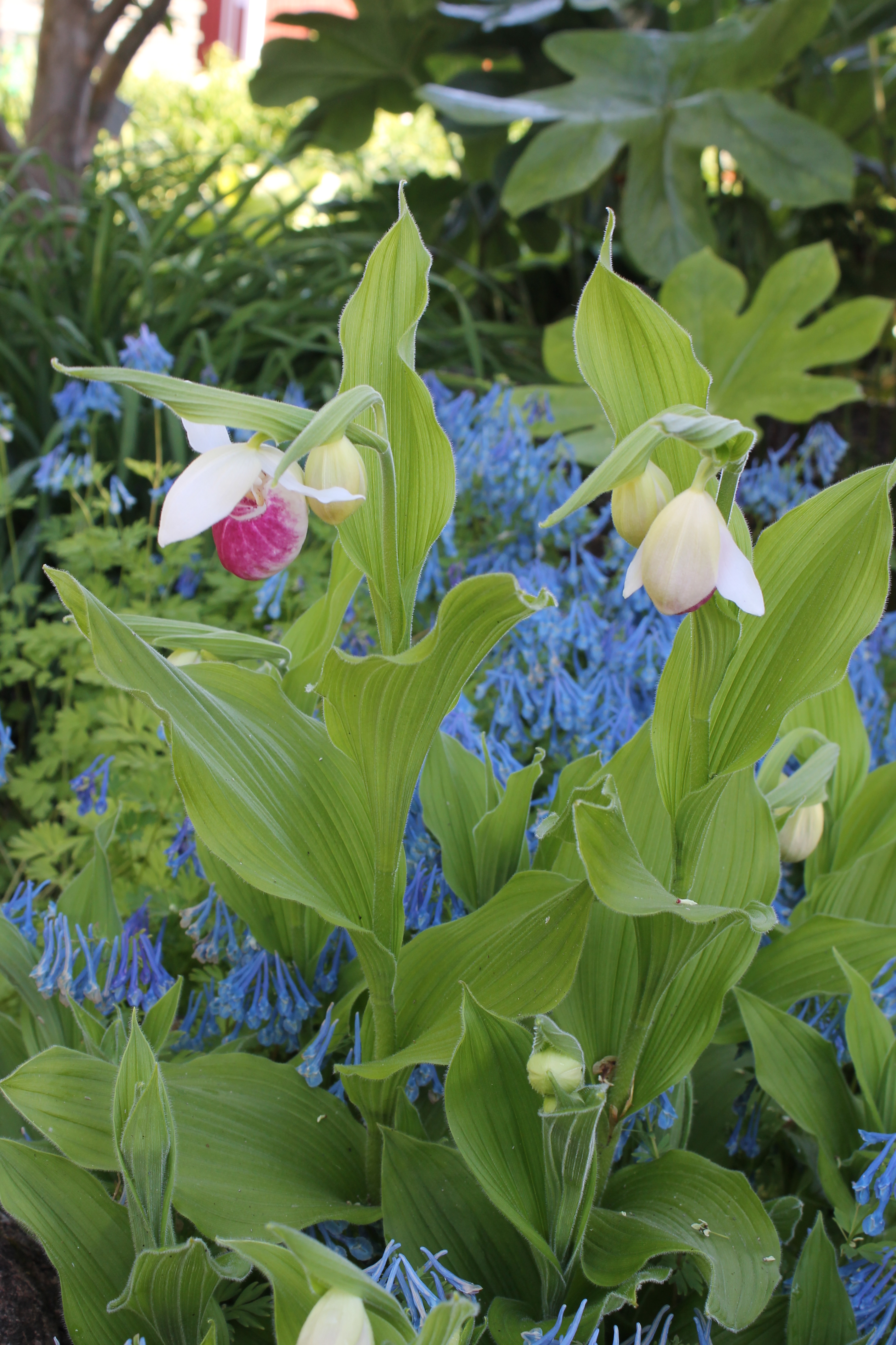 Cypripedium reginae @ Goteborg BG, Sweden

