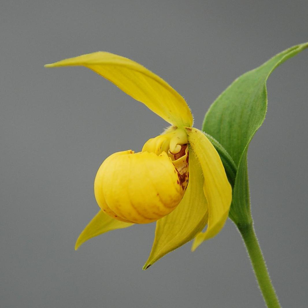 Cypripedium segawae (Hardy Orchid)
