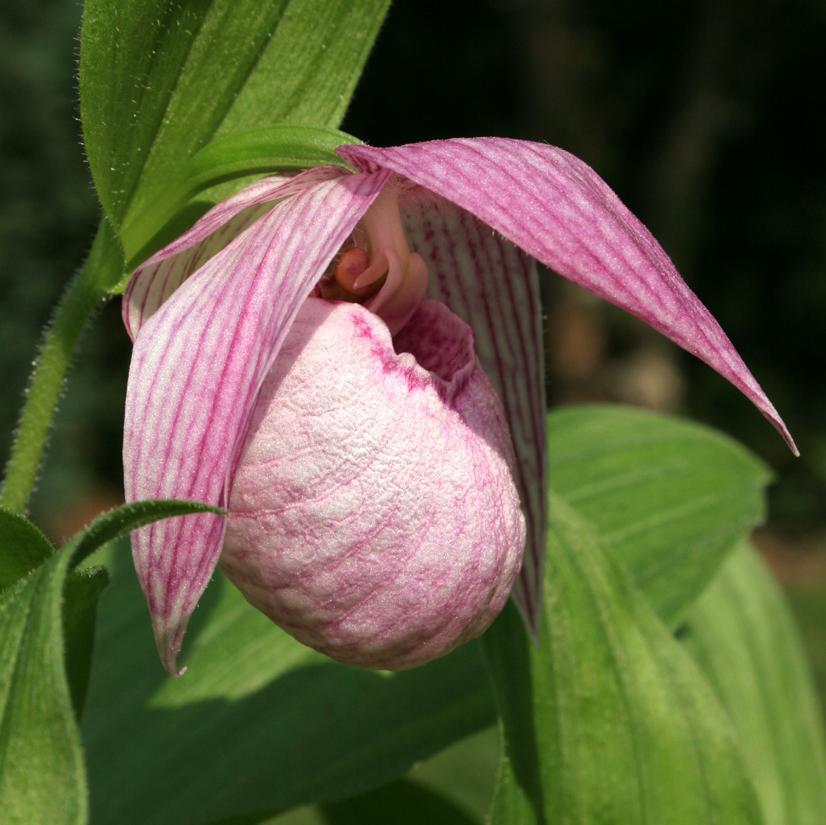 Cypripedium speciosum (Michael Weinert)
