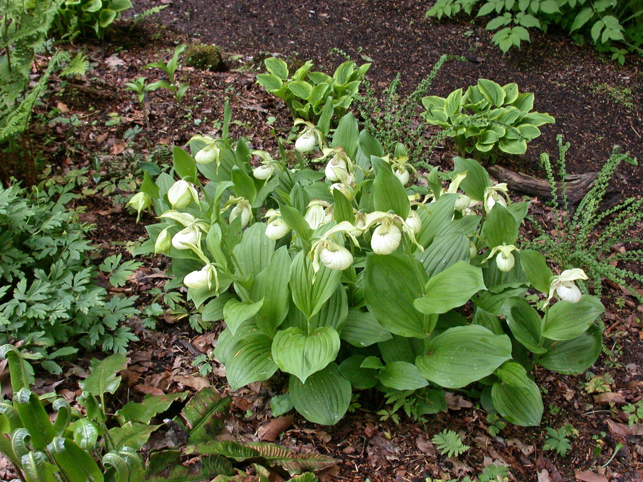 Cypripedium x ventricosum 'Pastel' (Michael Weinert)
