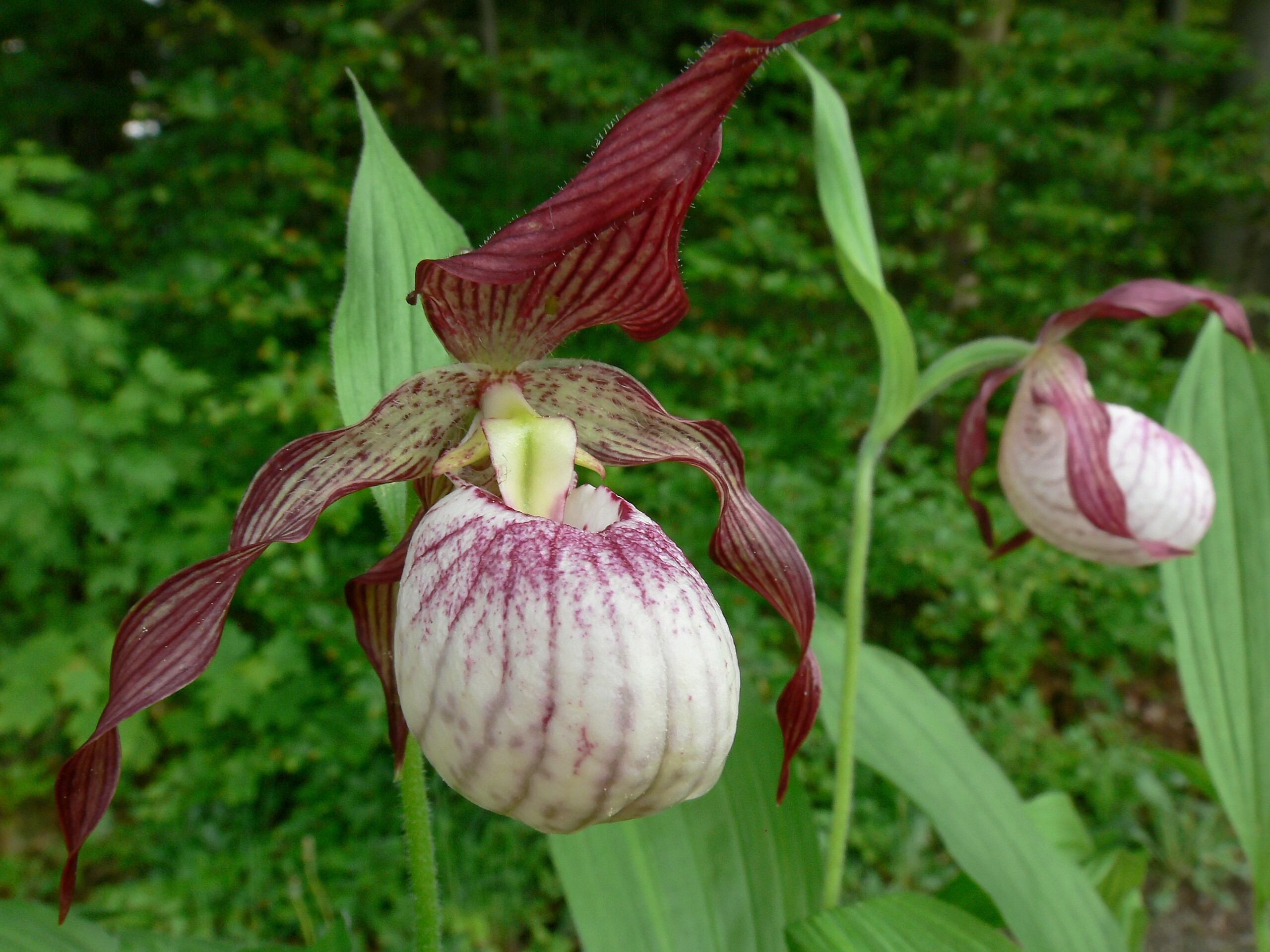 Cypripeidum 'Paul' (Michael  Weinert)
