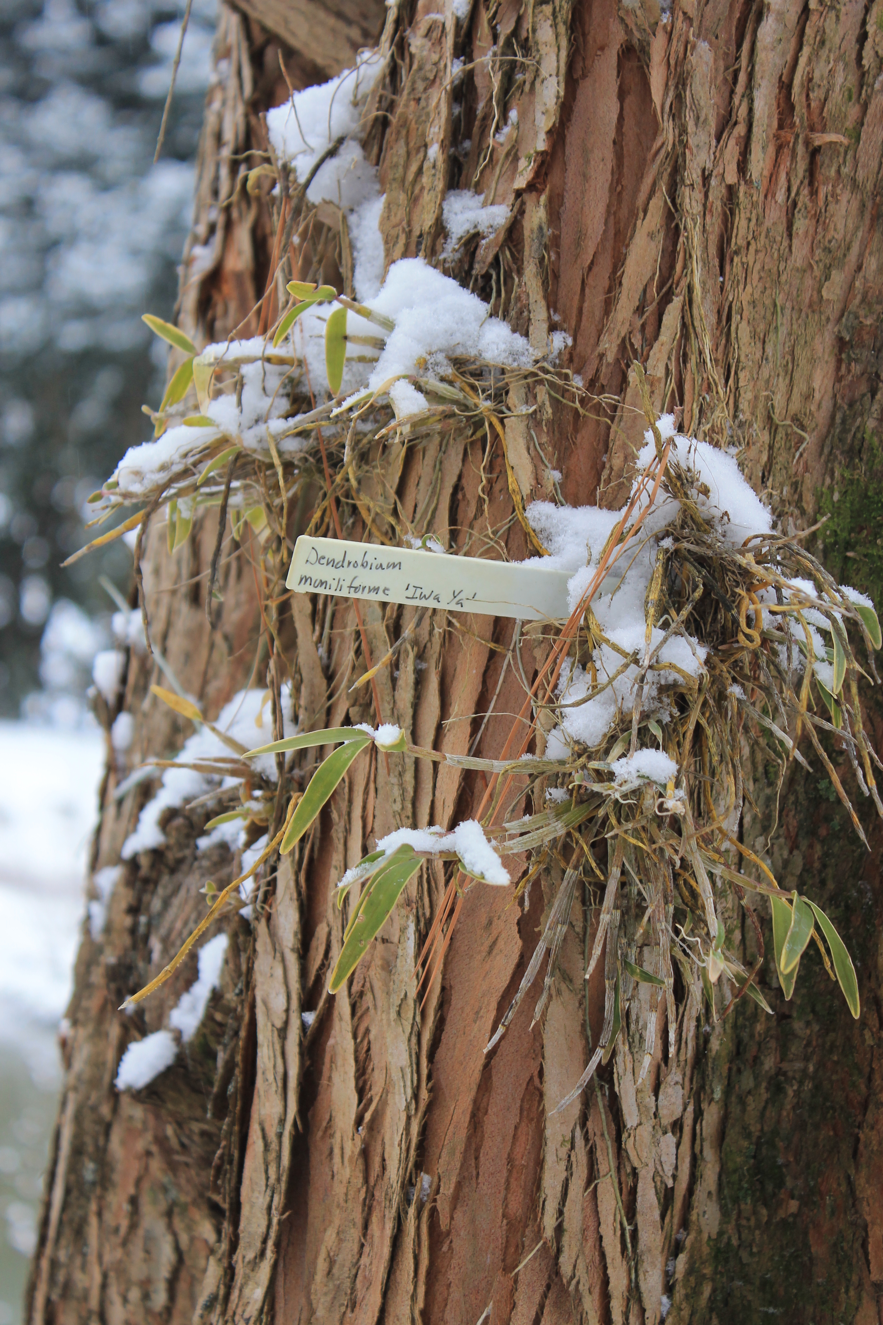 Dendrobium moniliforme 'Iwa Ya' in snow @ JLBG

