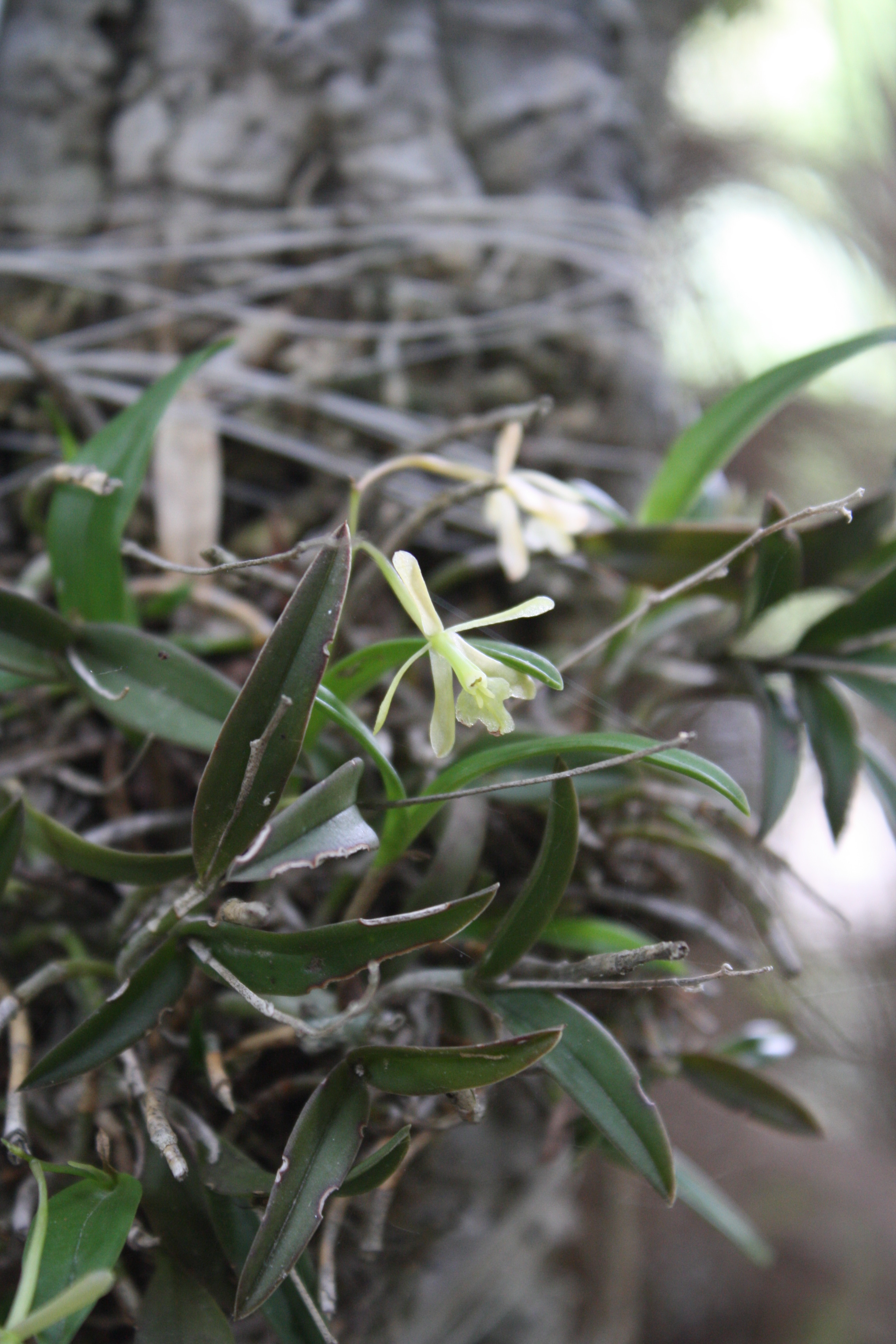 Epidendrum conopseum in flower @ JLBG
