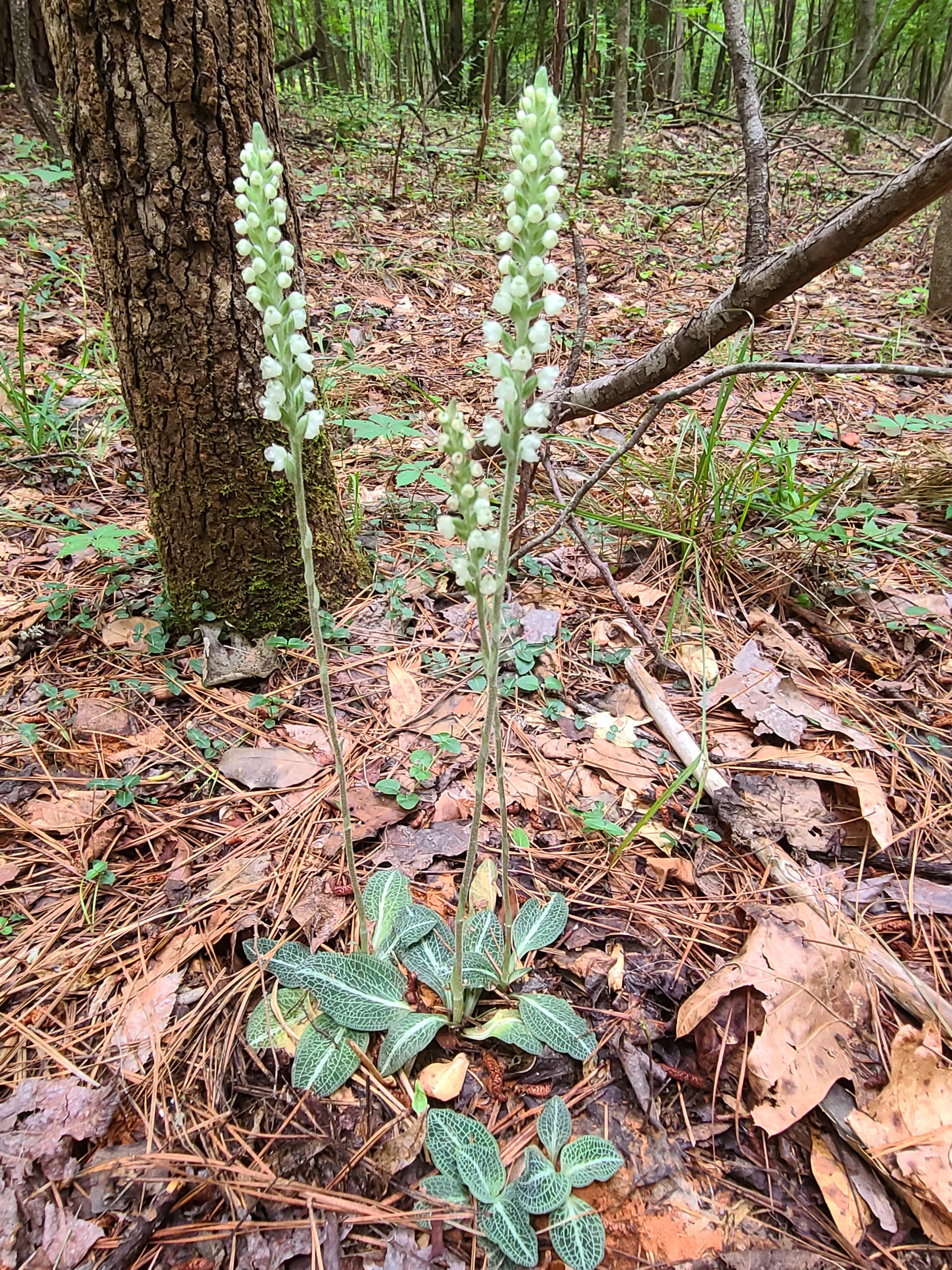 Goodyera pubescens in flower @ Wake County, NC
