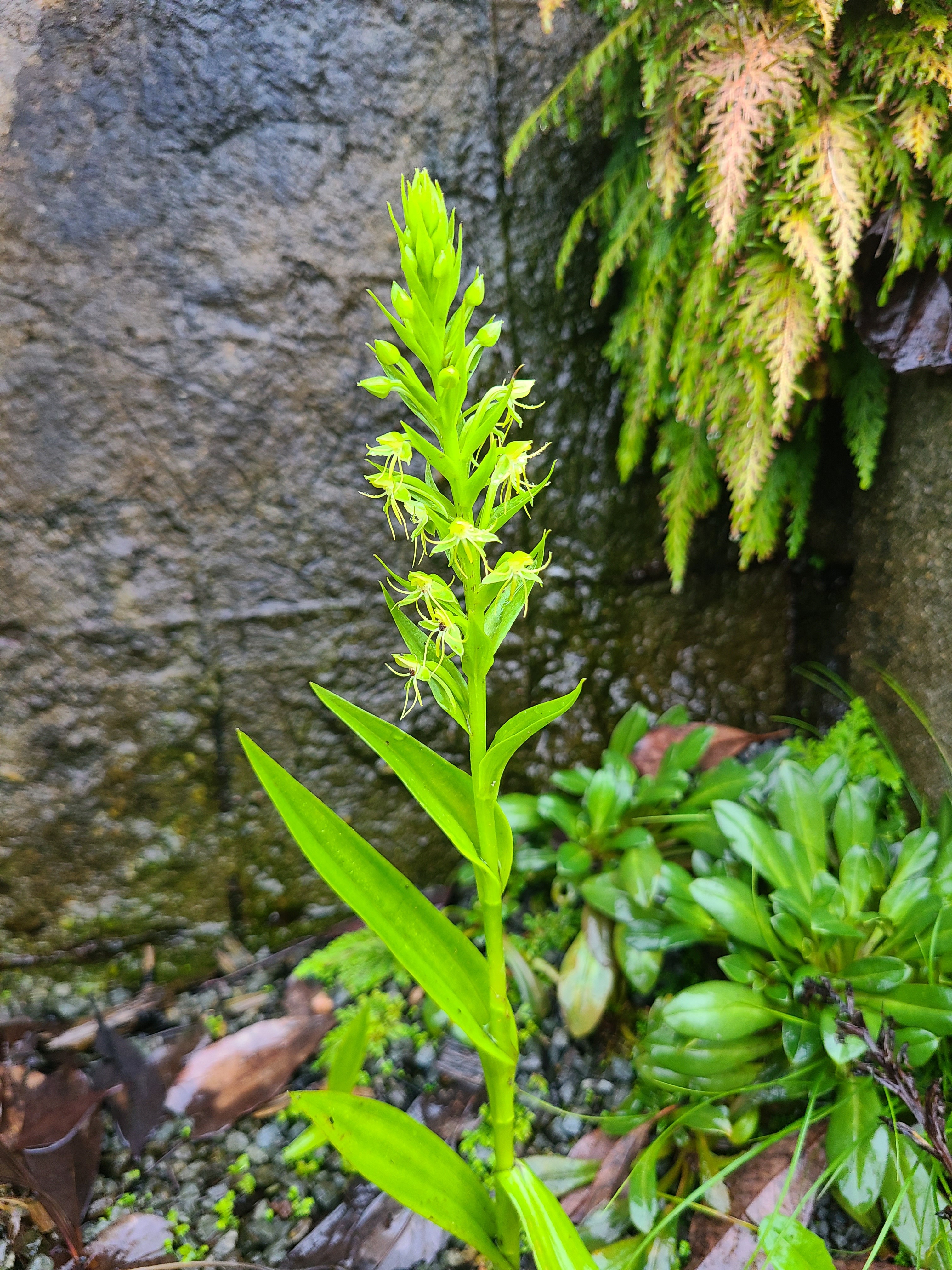 Habenaria repens Wake Co, NC in flower
