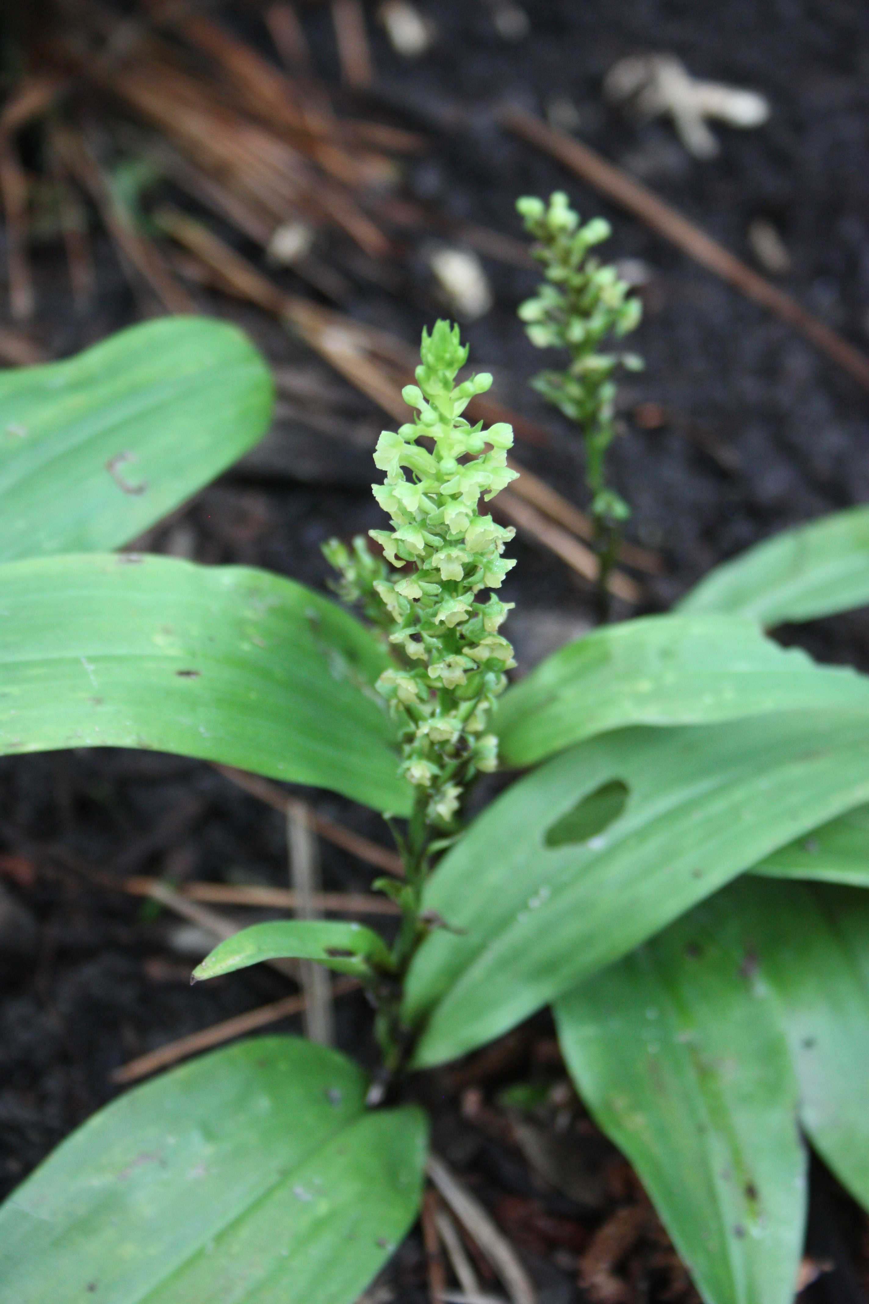 Platanthera flava