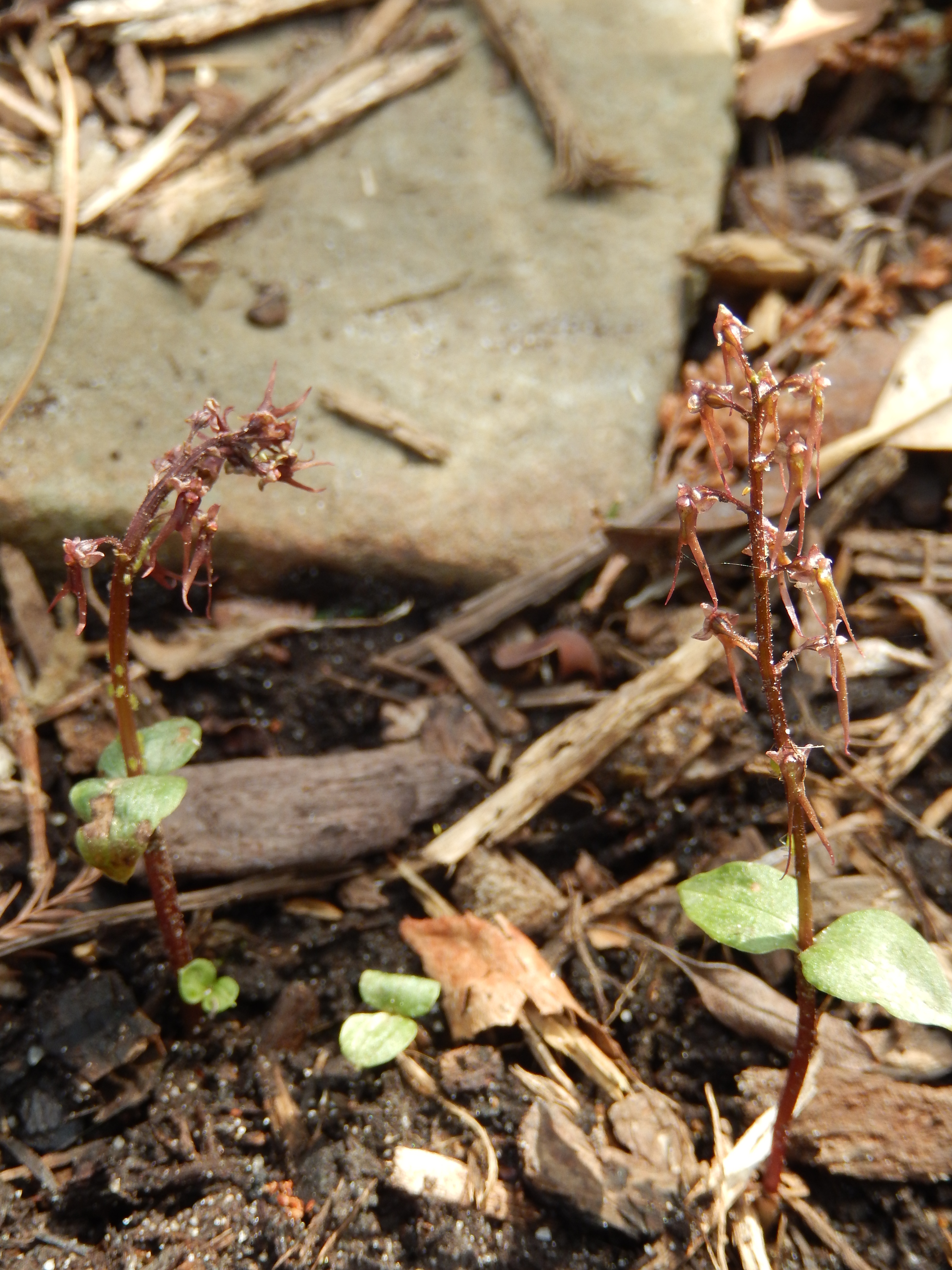 Neottia australis (Zac Hill)
