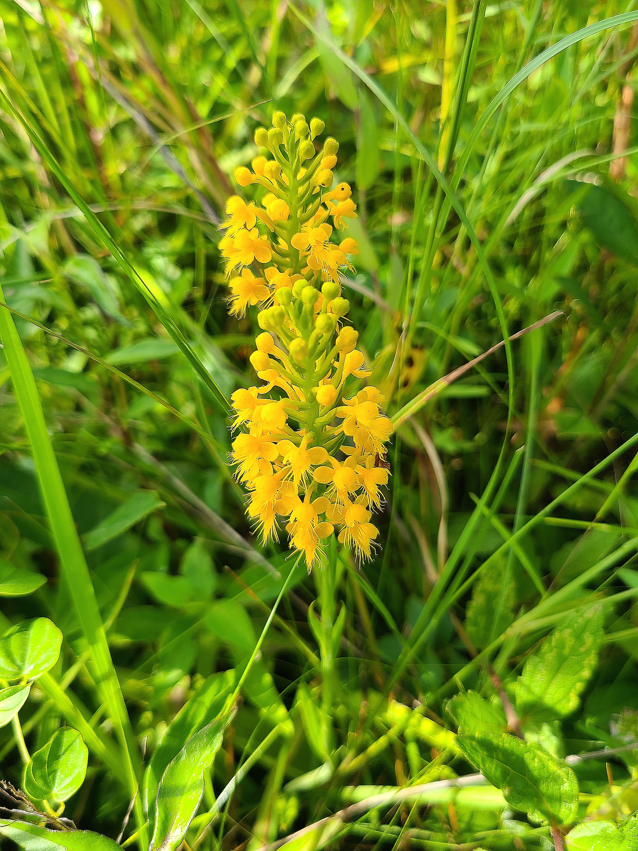 Plantanthera cristata @ Pitt County, NC
