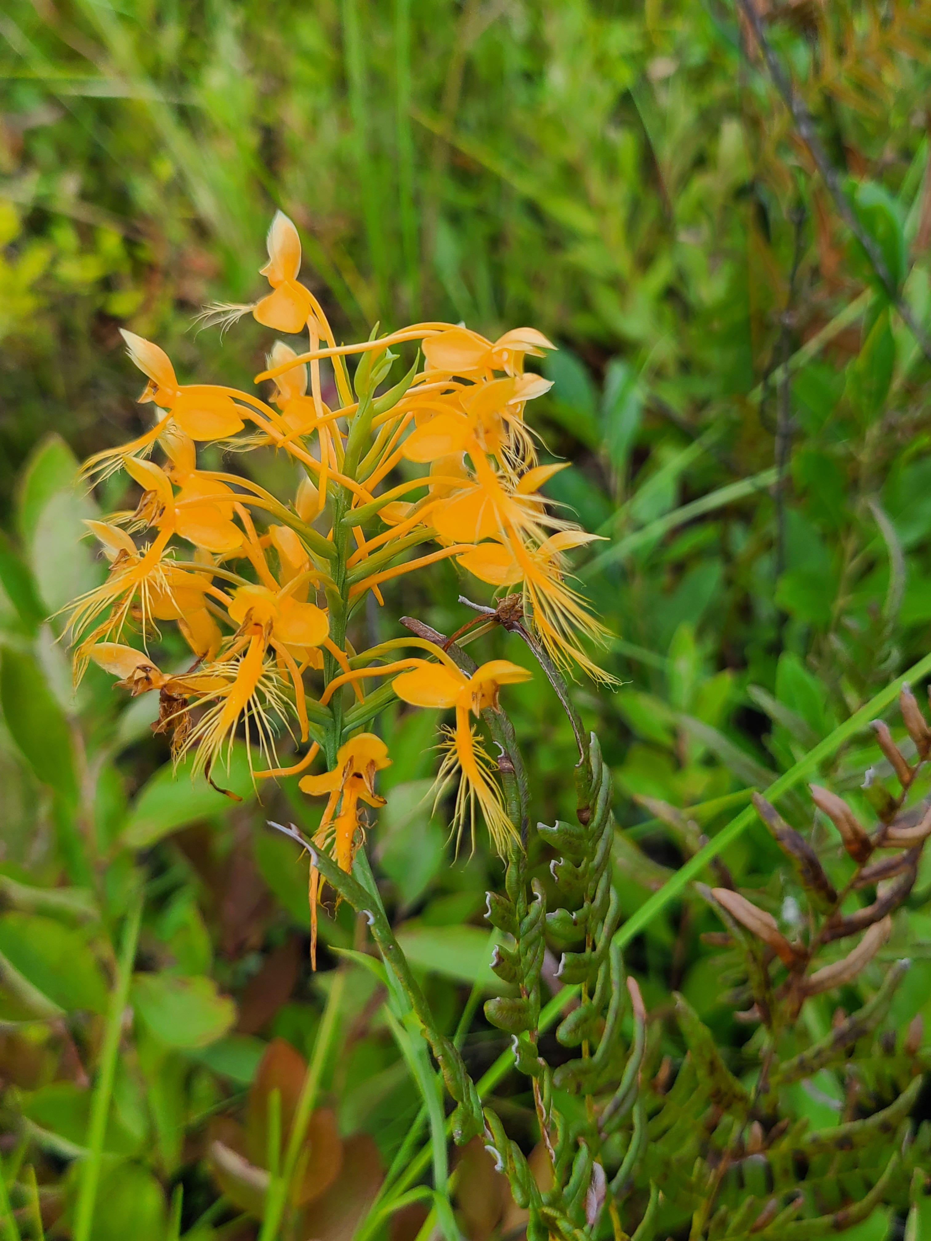 Plantanthera ciliaris @ Frances Marion National Forest, SC