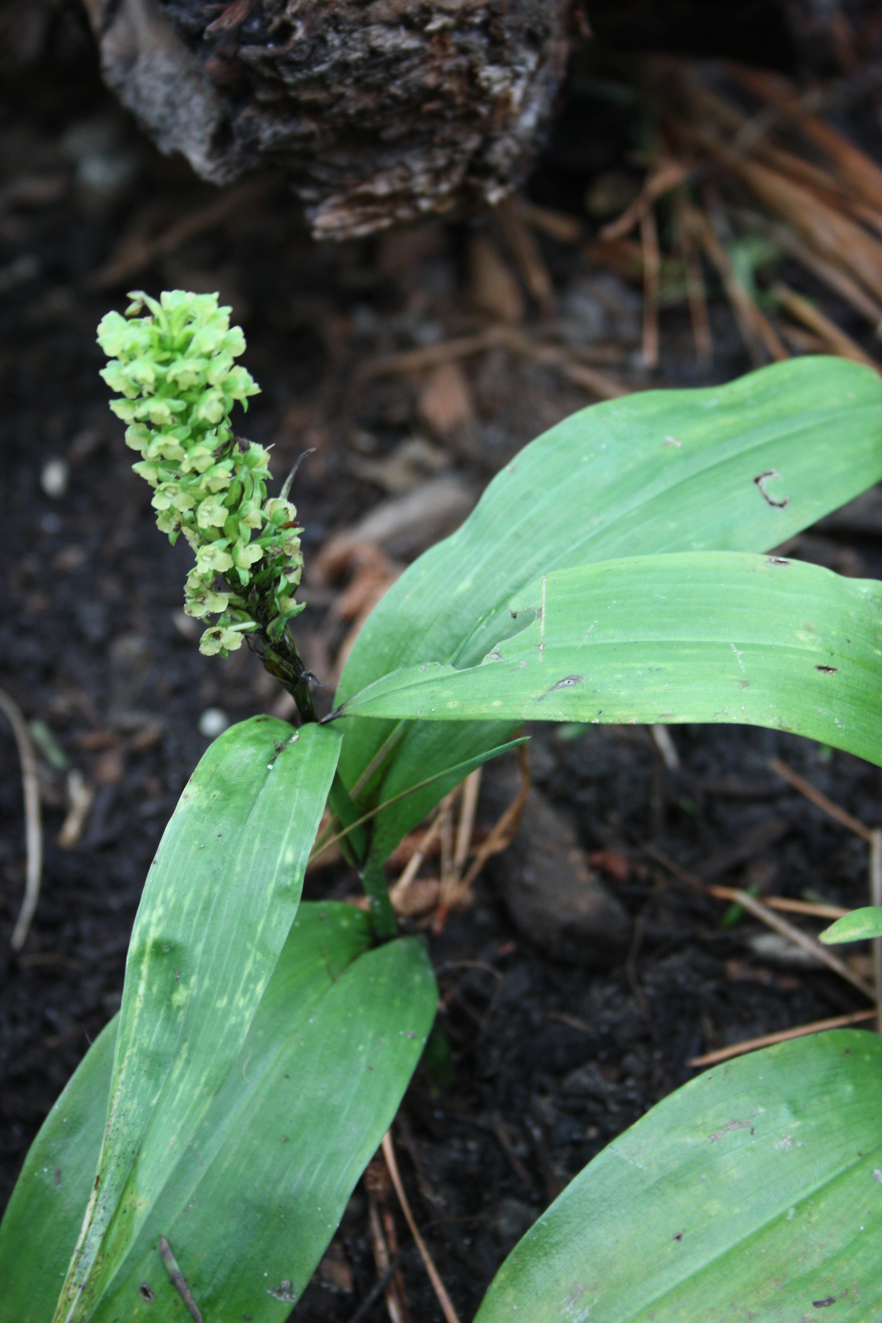 Platanthera flava @ JLBG
