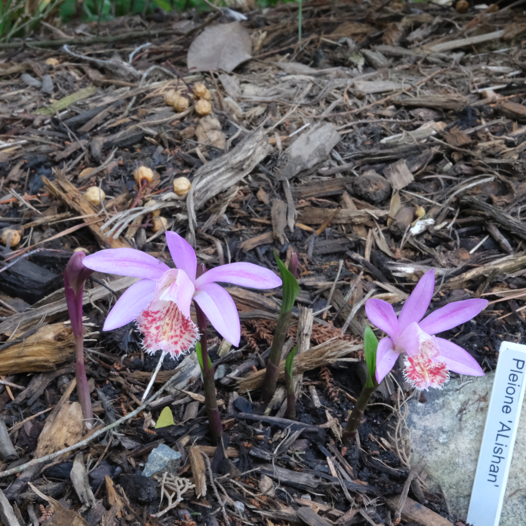 Pleione 'Alishan' @ JLBG
