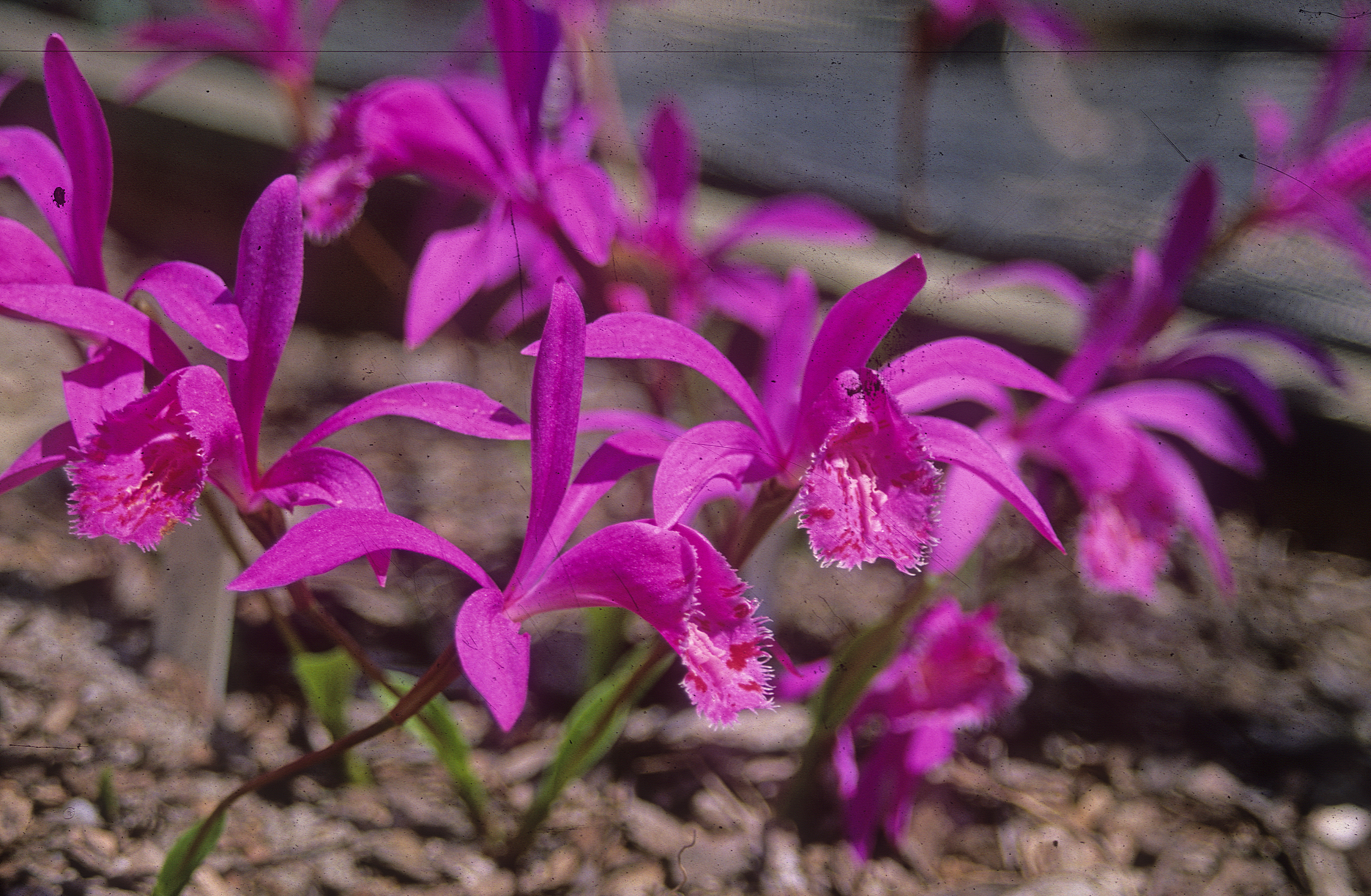 Pleione yunnanensis @ JLBG
