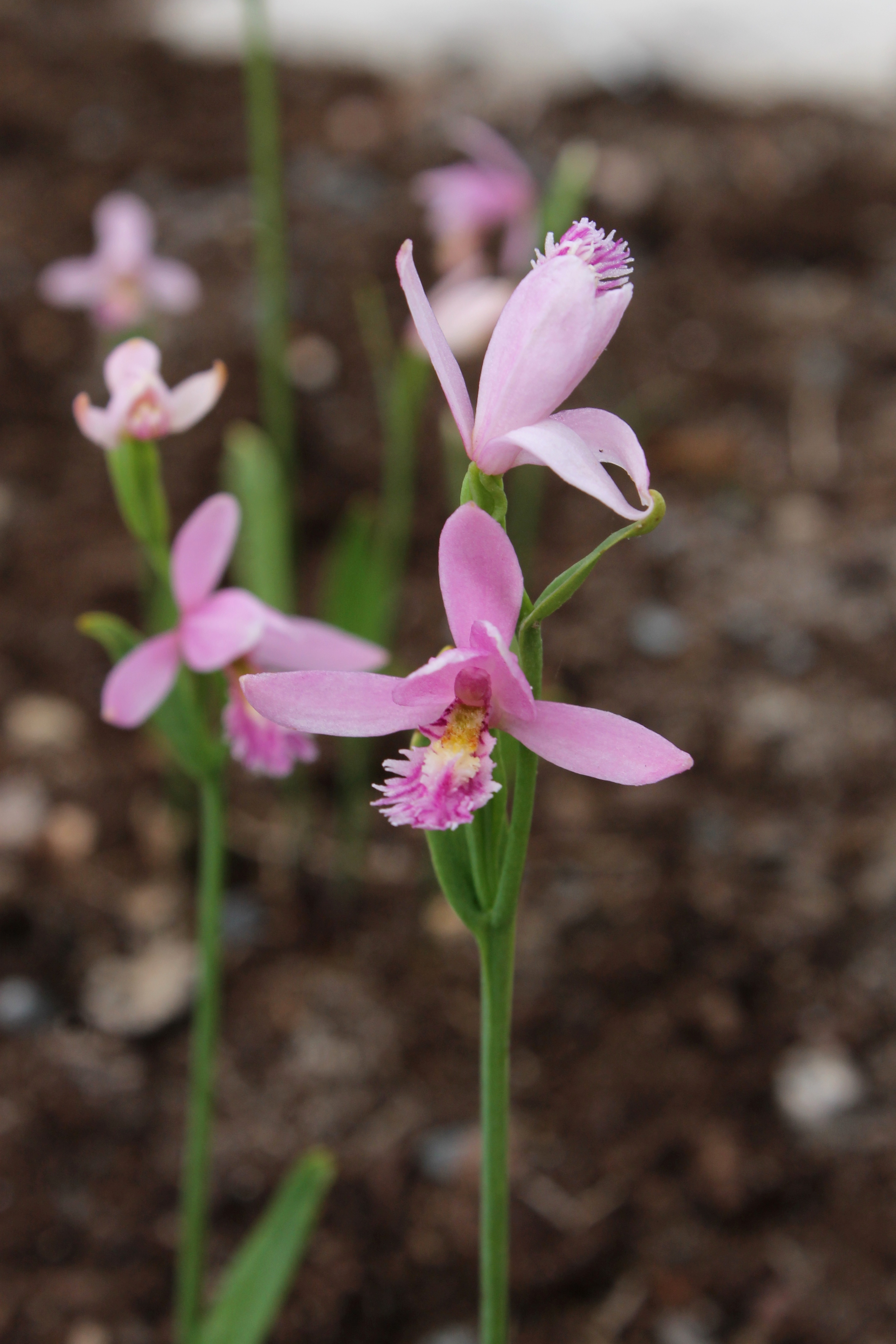 Pogonia ophioglossoides @ JLBG