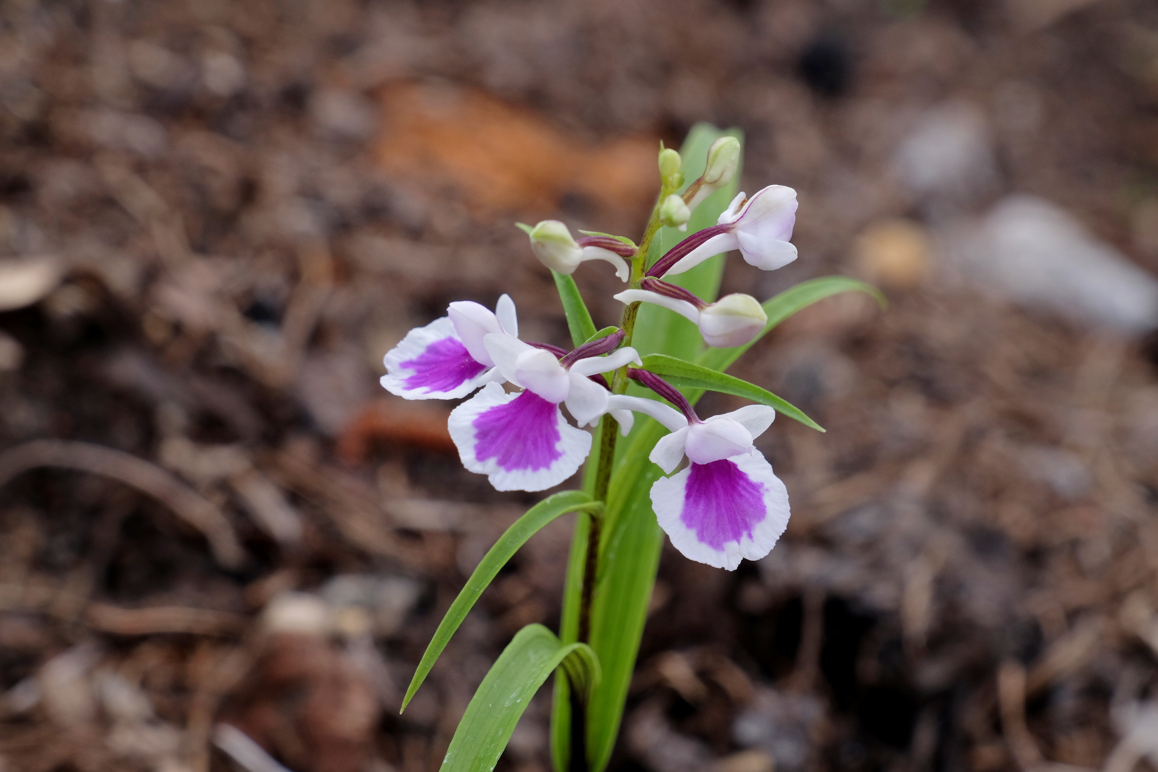 Poneorchis graminifolia @ JLBG
